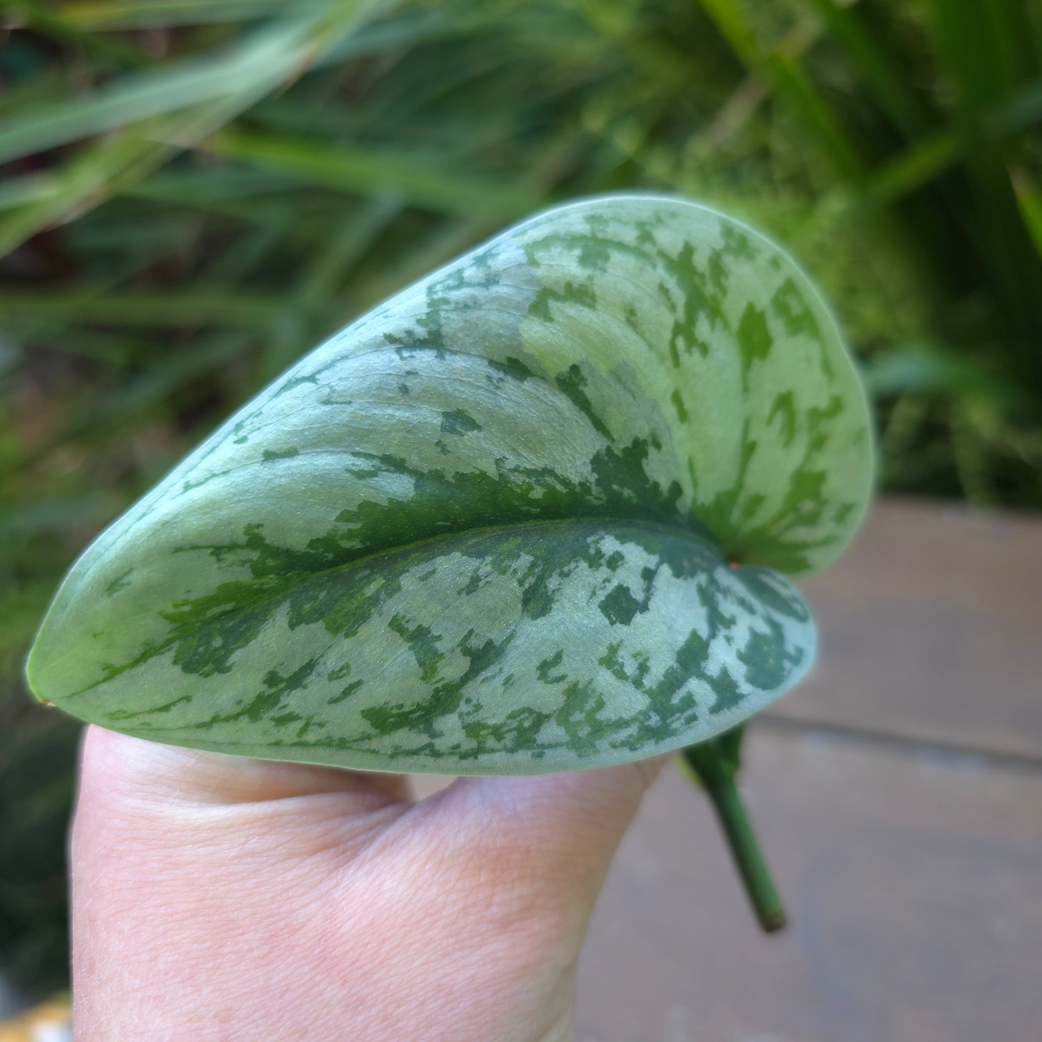 Rare Scindapsus Mayari Aurea variegated Rooted Cutting (B)