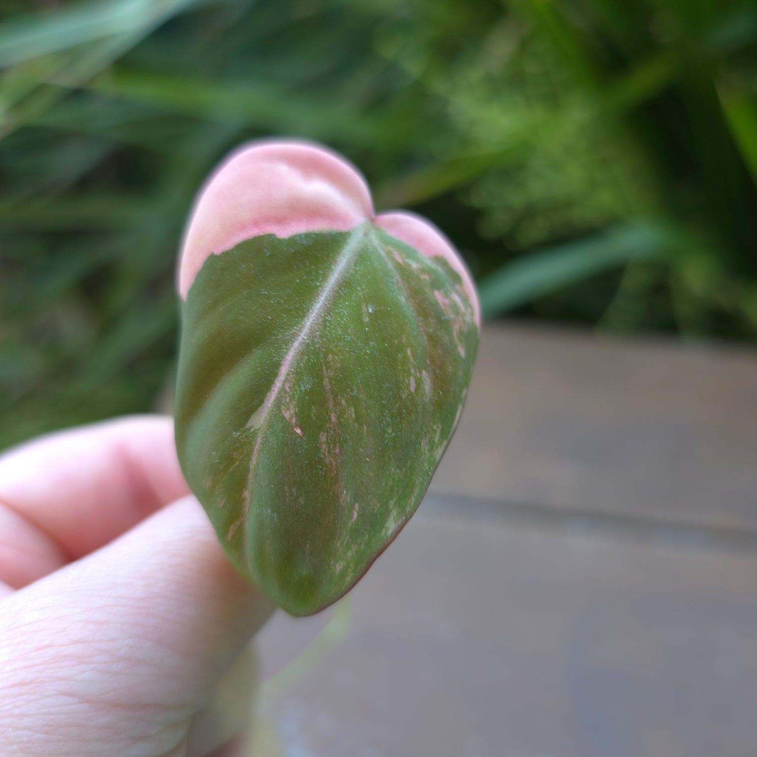 Rare Philodendron Micans Variegated Rooted Cutting (A) non tc.