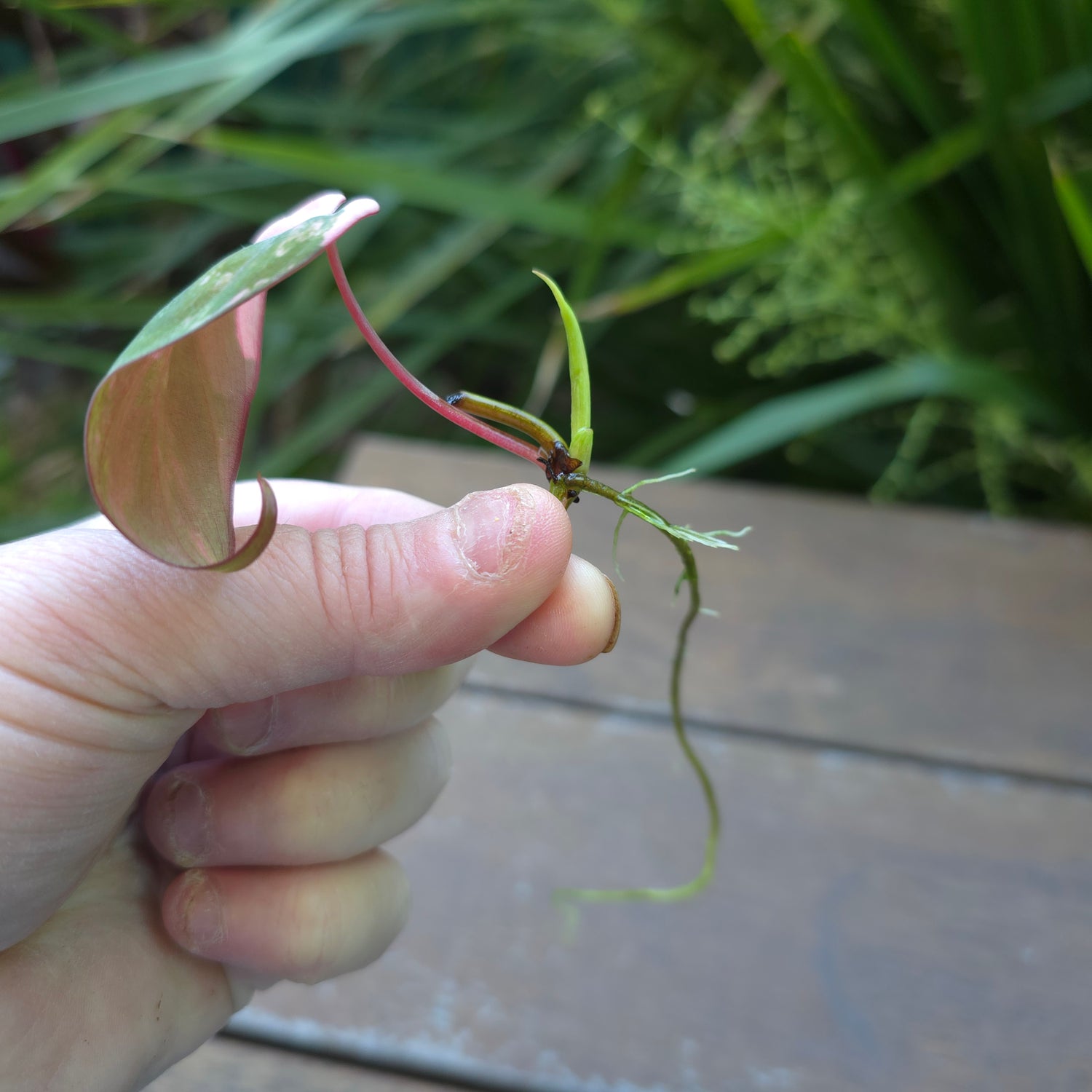 Rare Philodendron Micans Variegated Rooted Cutting (A) non tc.