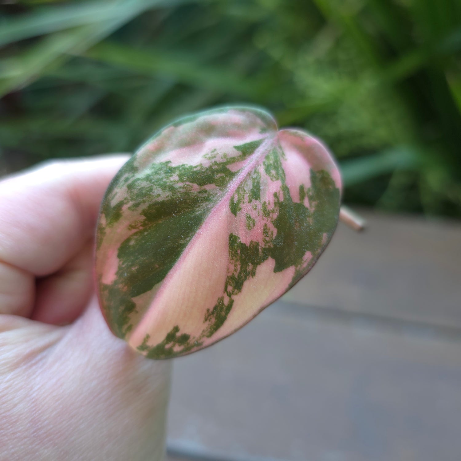 Rare Philodendron Micans Variegated rooted cutting (C) non tc