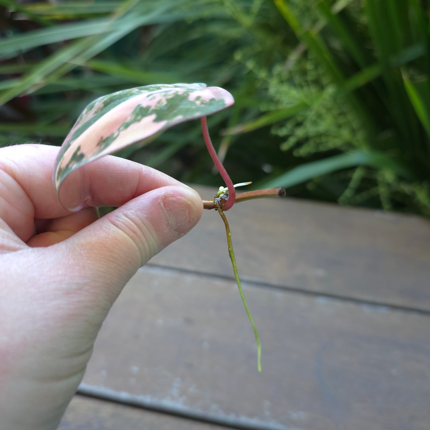 🌿 4 Avail 🌿 Rare Philodendron Micans Variegated UNROOTED cuttings