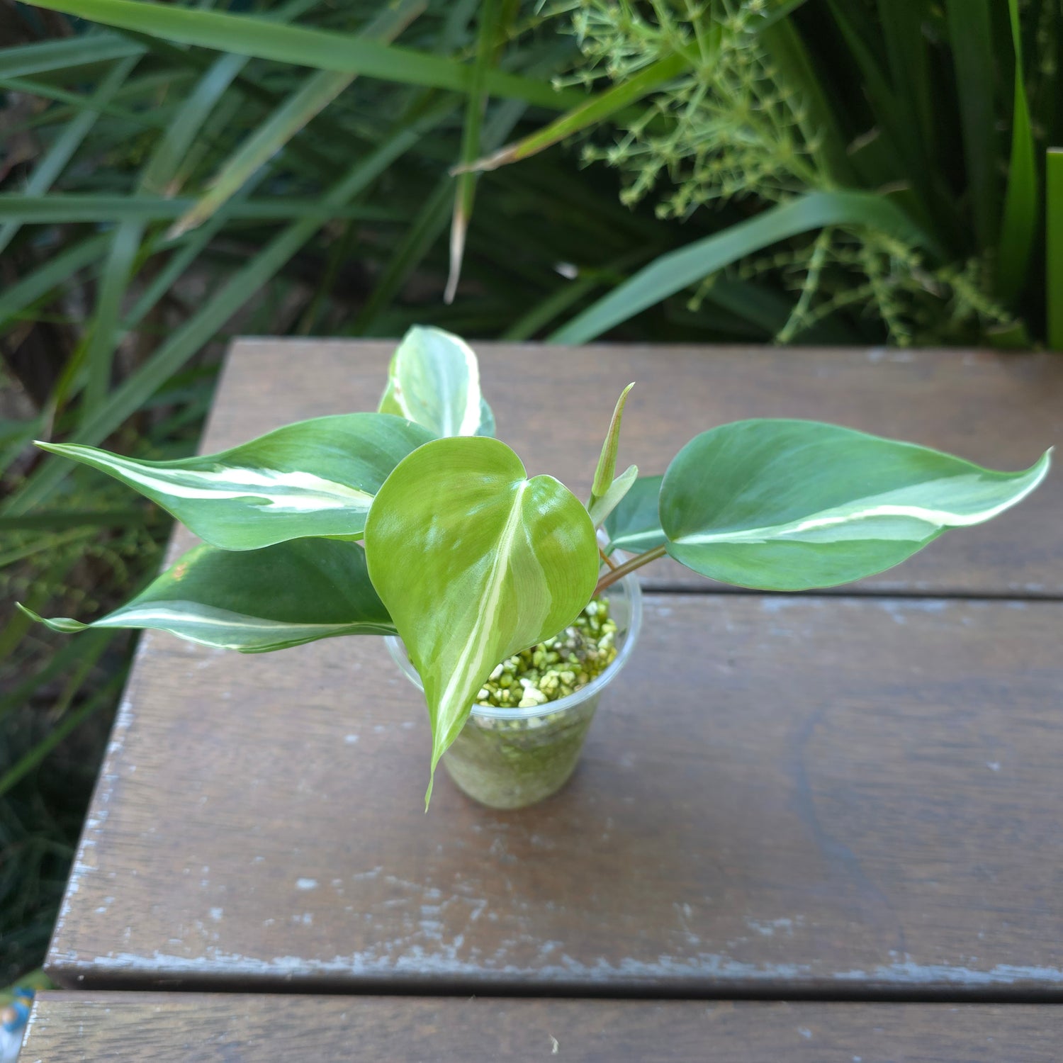 Rare Philodendron Rio established plant Non (A)Tc.