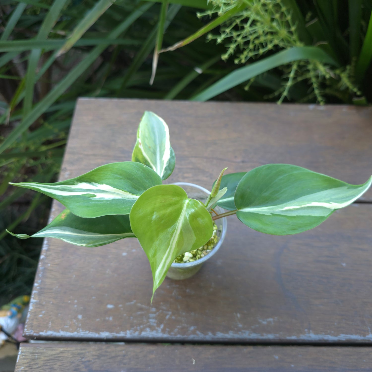 Rare Philodendron Rio established plant Non (A)Tc.