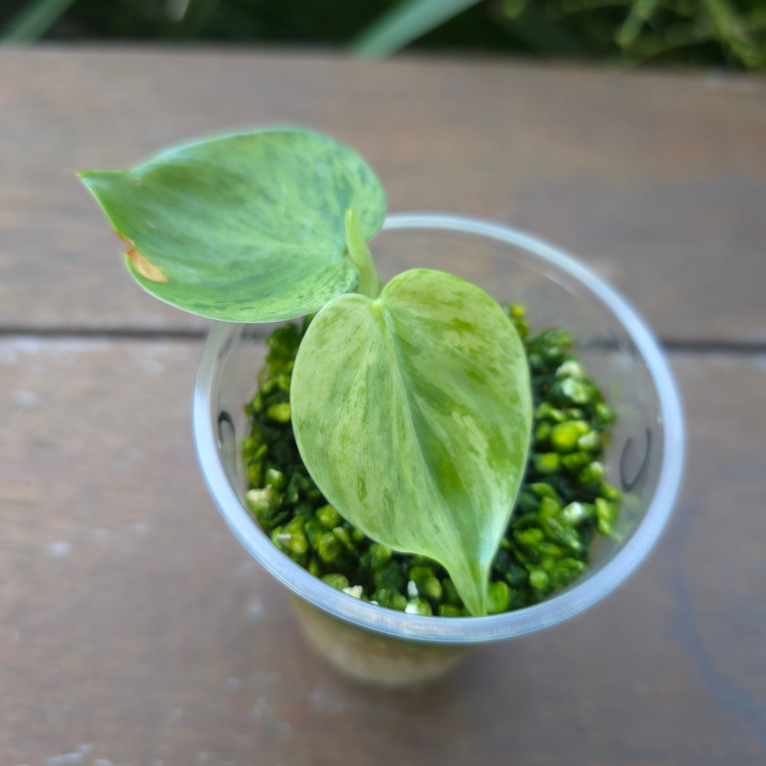 Rare Philodendron Heartleaf highly variegated established plant (B)