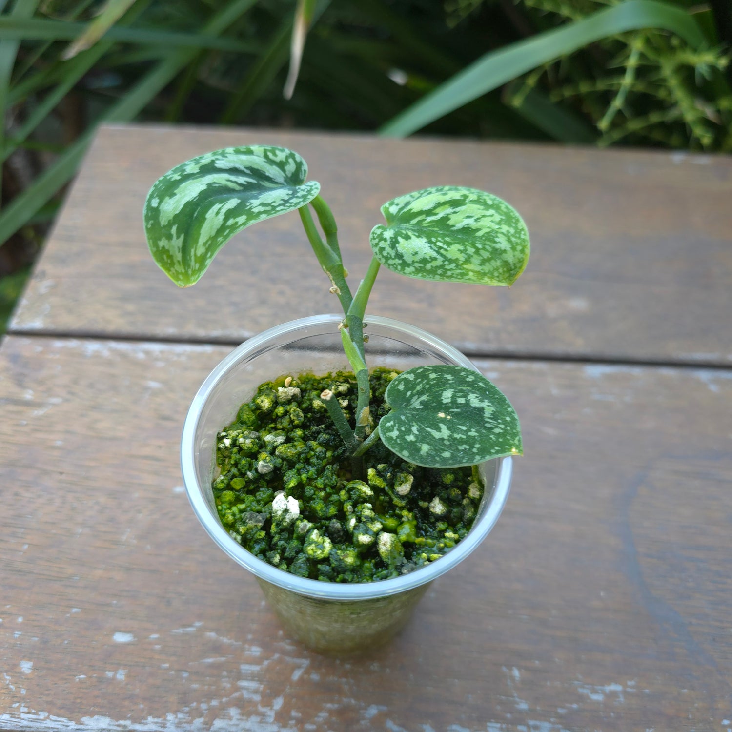 Rare Scindapsus Tricolour established baby plant (B) non tc