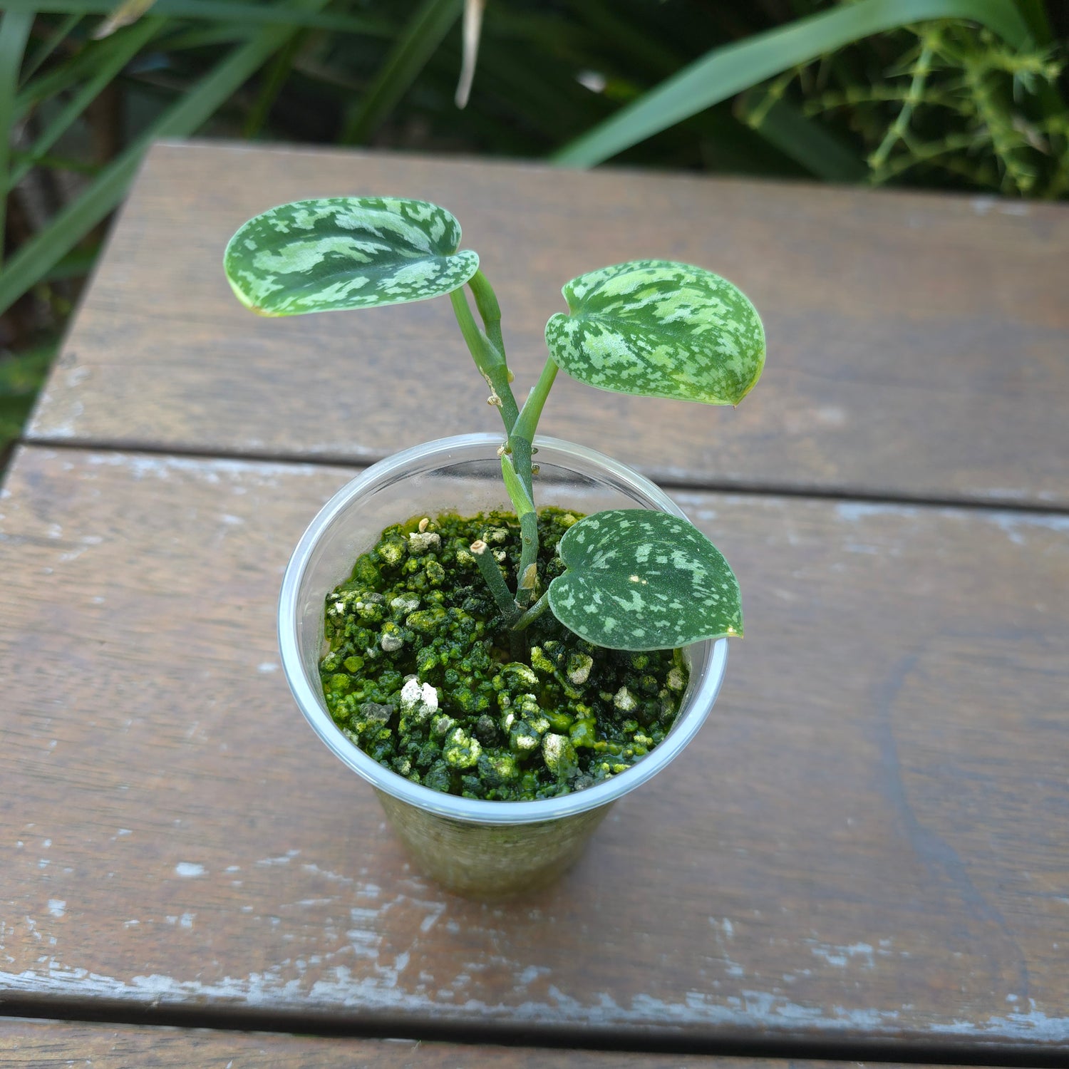 Rare Scindapsus Tricolour established baby plant (B) non tc