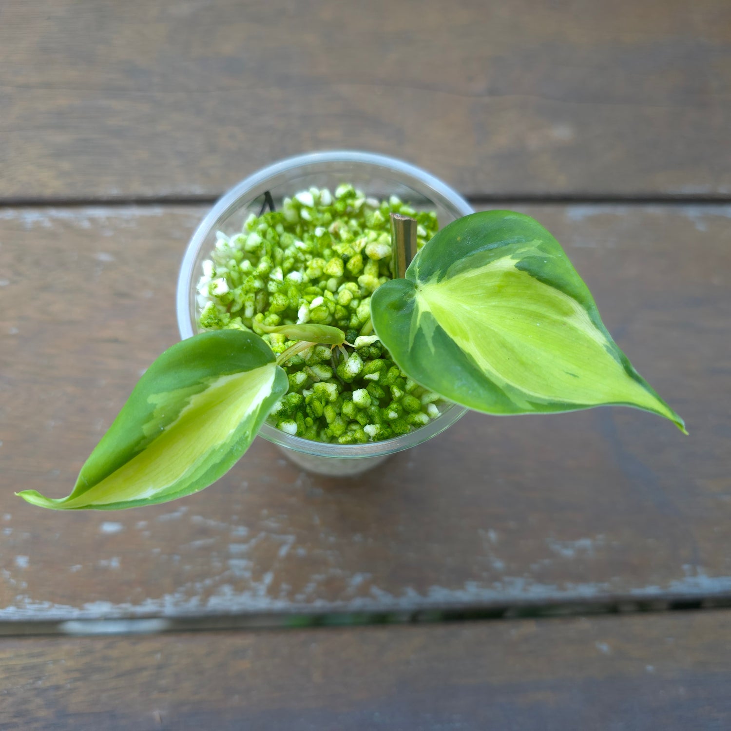 Rare Philodendron Creamsplash established plant Non TC Plant (A)