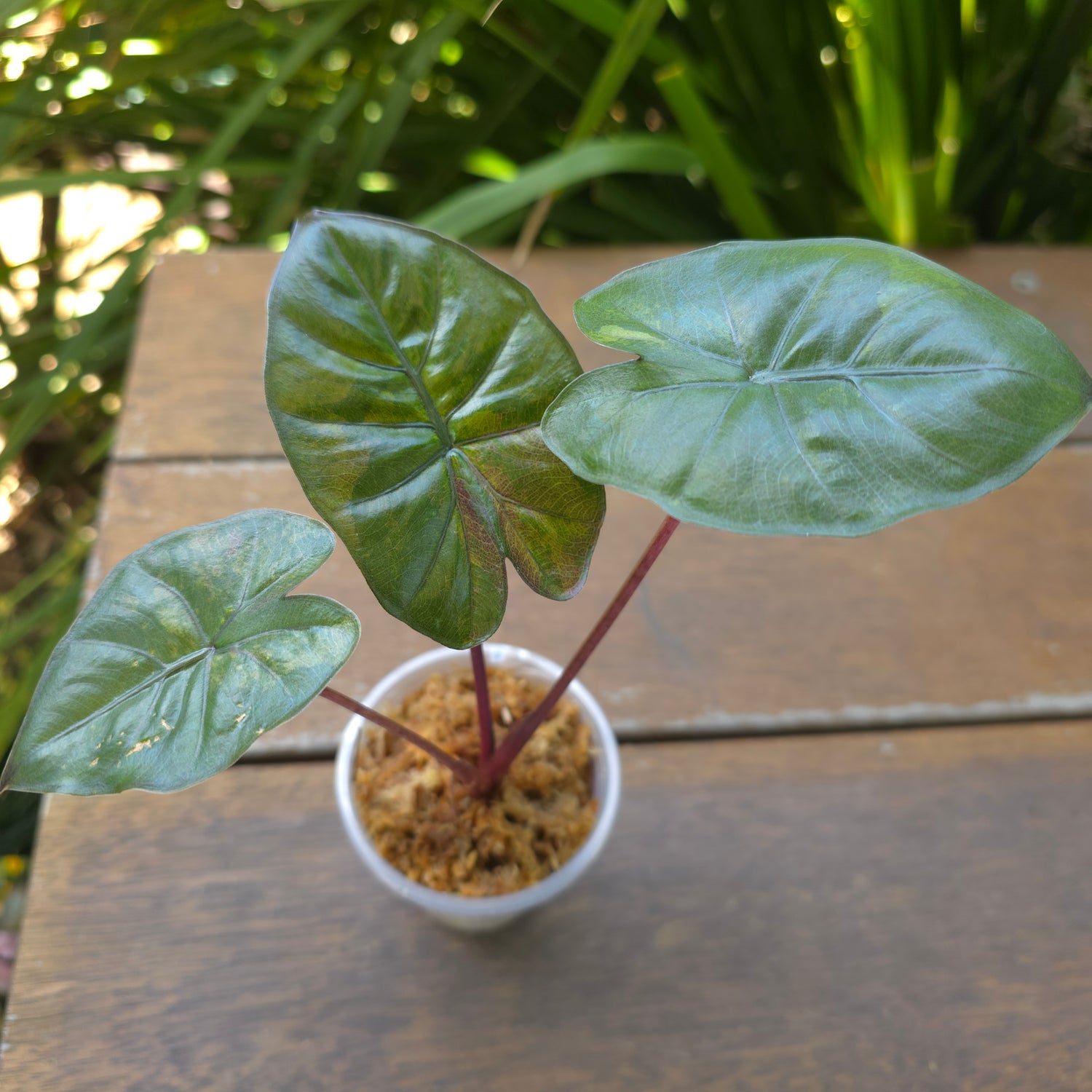 🌿SUPER Rare🌿 Alocasia Yucatan Princess variegated est plant non tc.