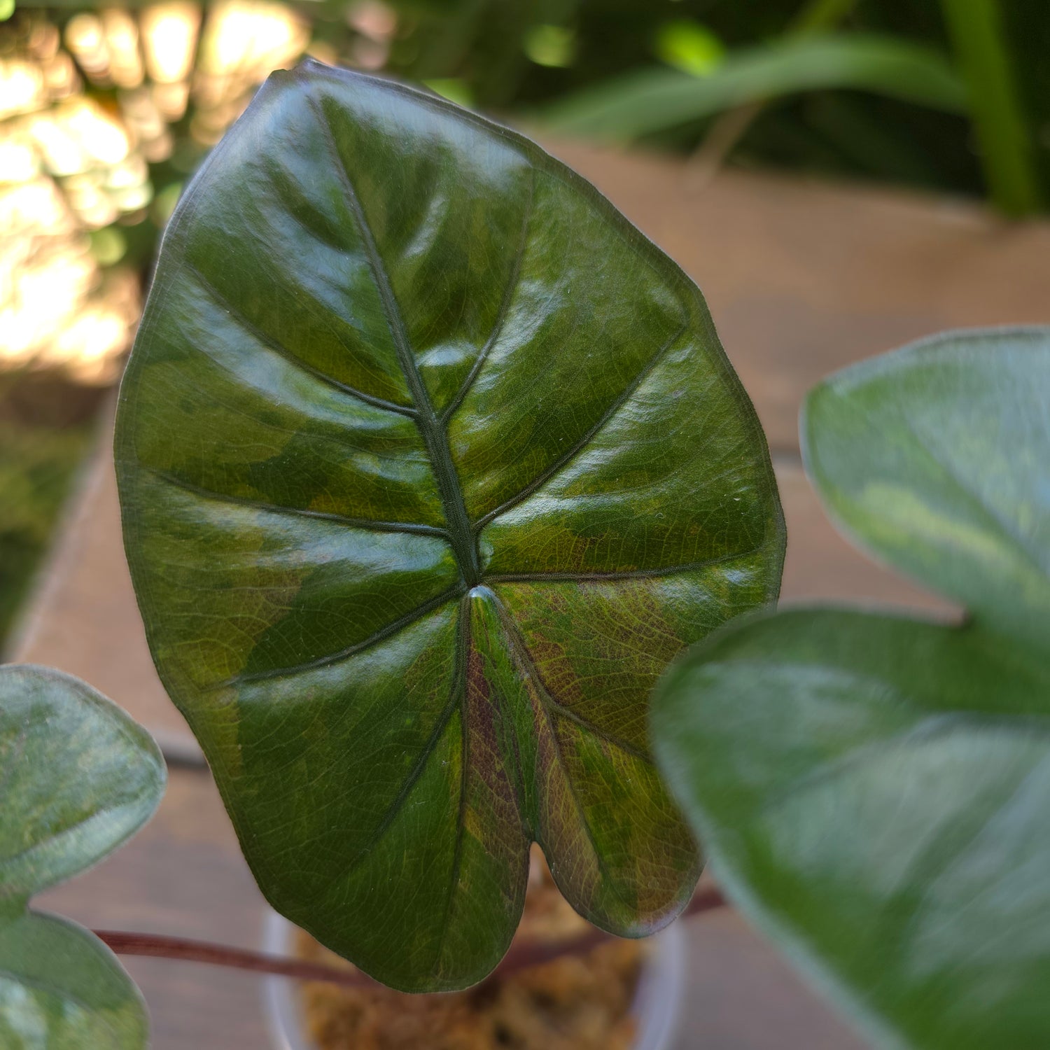 🌿SUPER Rare🌿 Alocasia Yucatan Princess variegated est plant non tc.