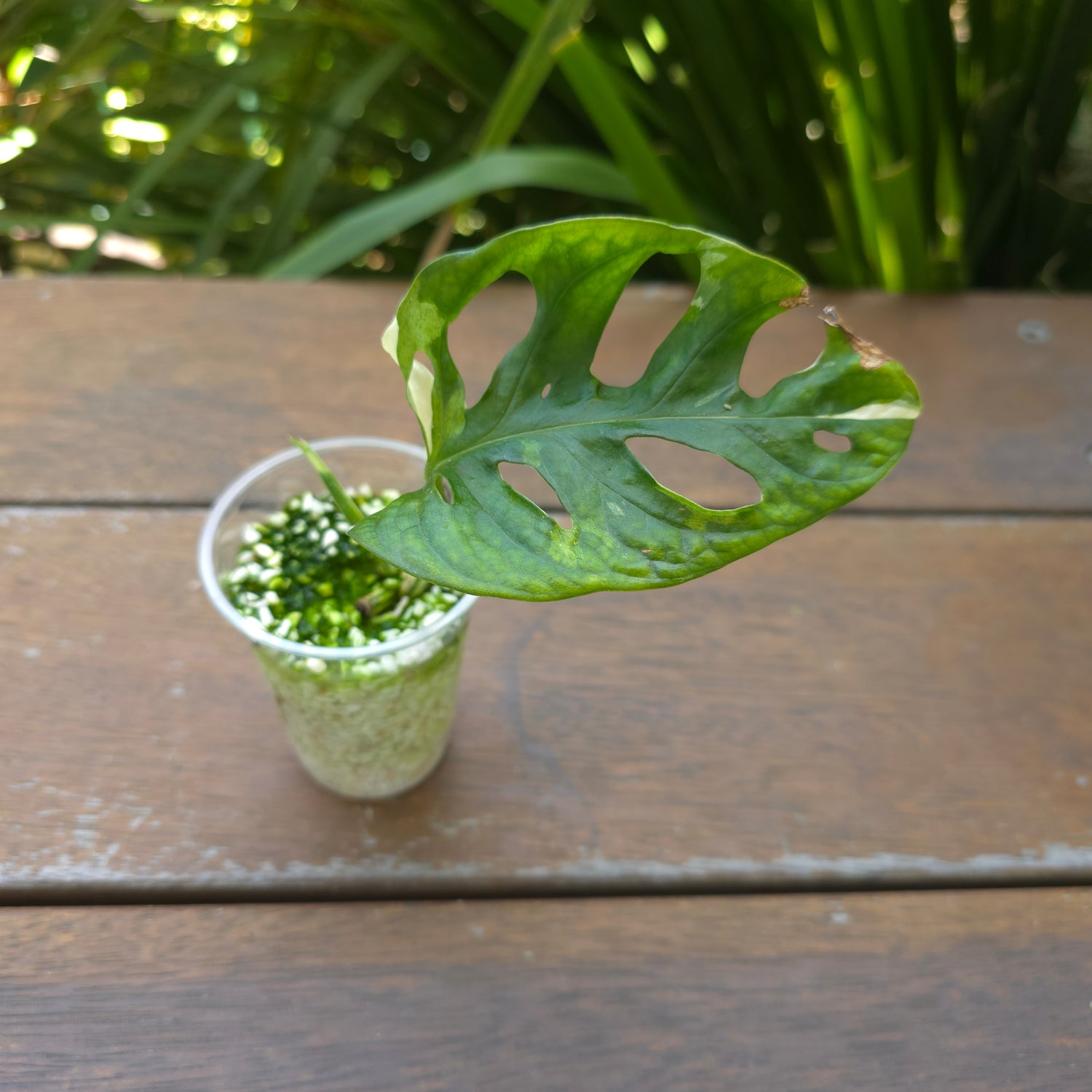 Rare Monstera Adansonii Albo Variegated Rooted Cutting (D) non tc