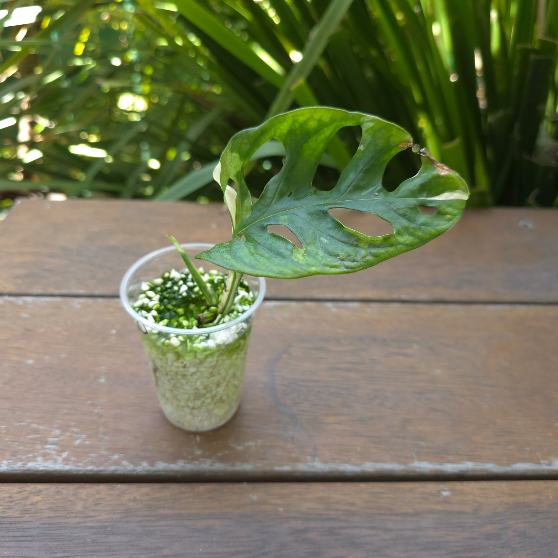 rare monstera adansonii Rare Monstera Adansonii Albo Variegated Rooted Cutting (D) non tc – My Plantasy