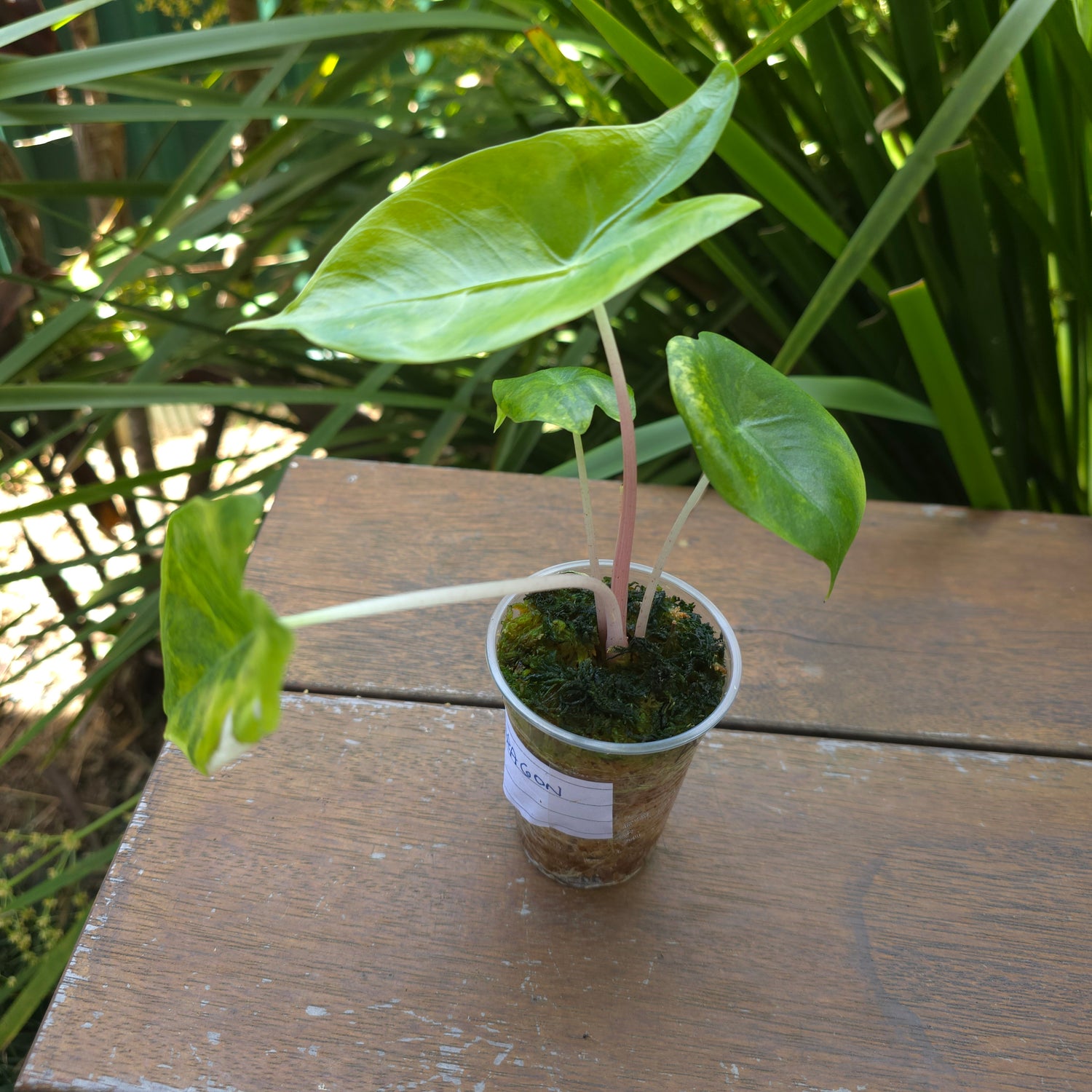 🌿Super Rare🌿 Alocasia Pink Dragon Variegated baby plant TC Plant (A)