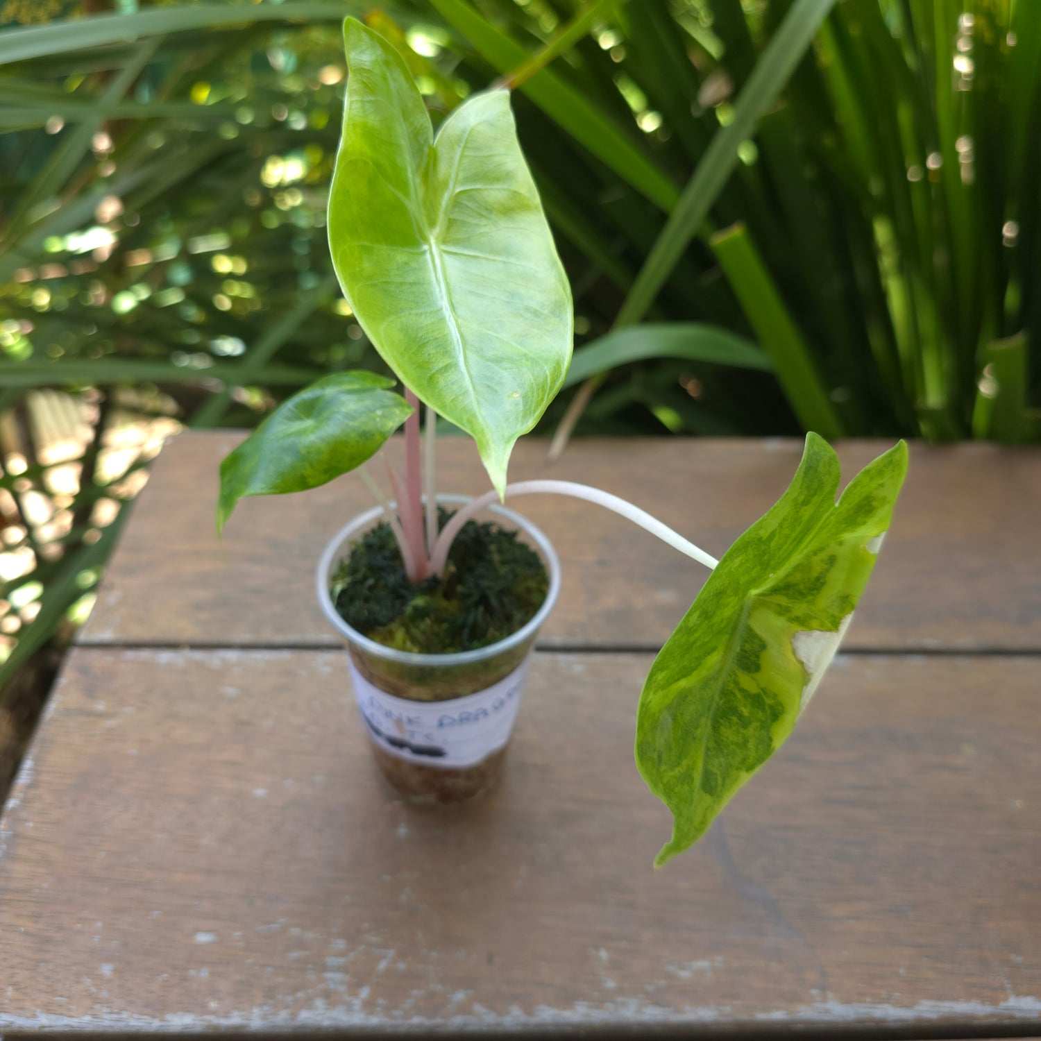 🌿Super Rare🌿 Alocasia Pink Dragon Variegated baby plant TC Plant (A)