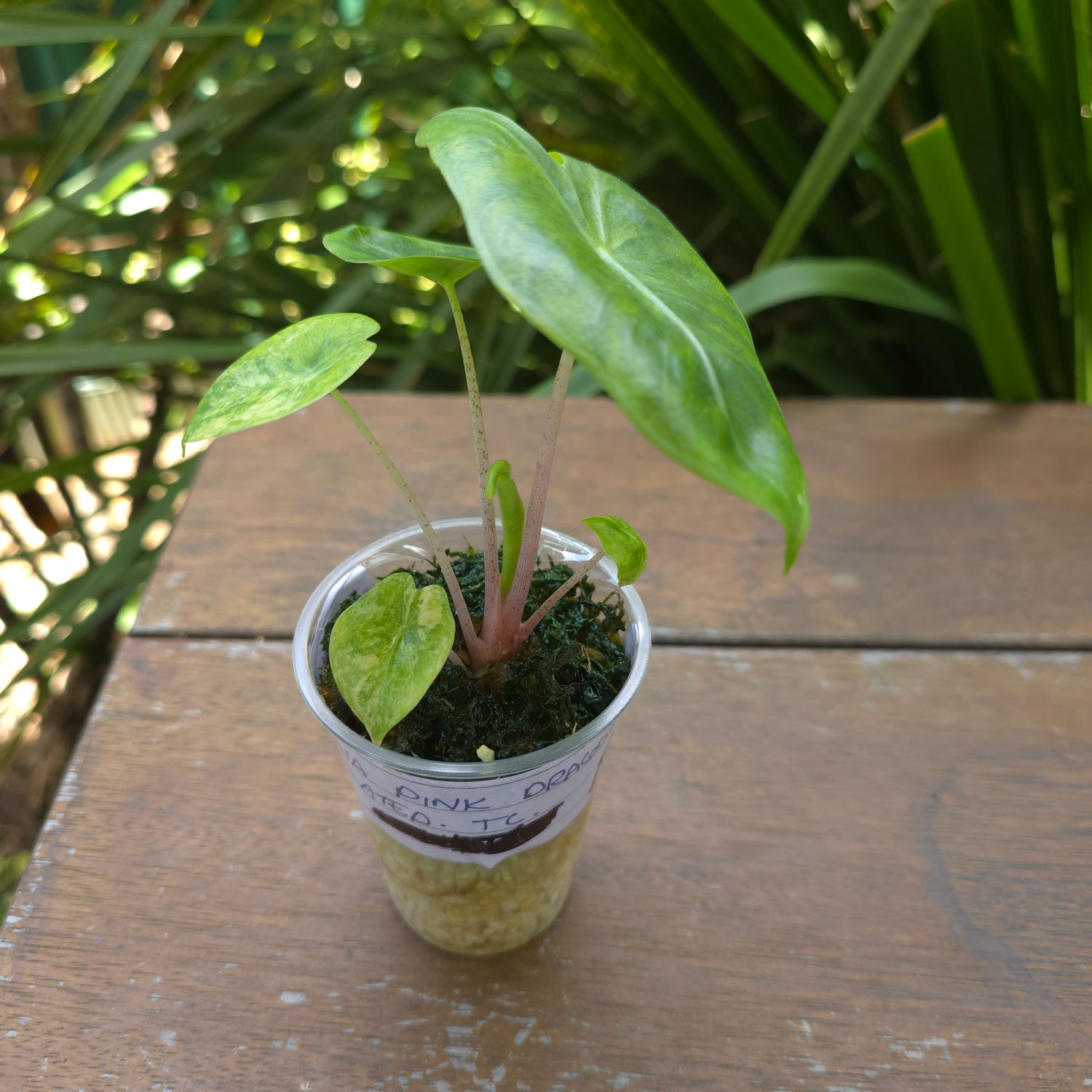 🌿Super Rare🌿Alocasia Pink Dragon variegated established baby plant TC Plant (B)