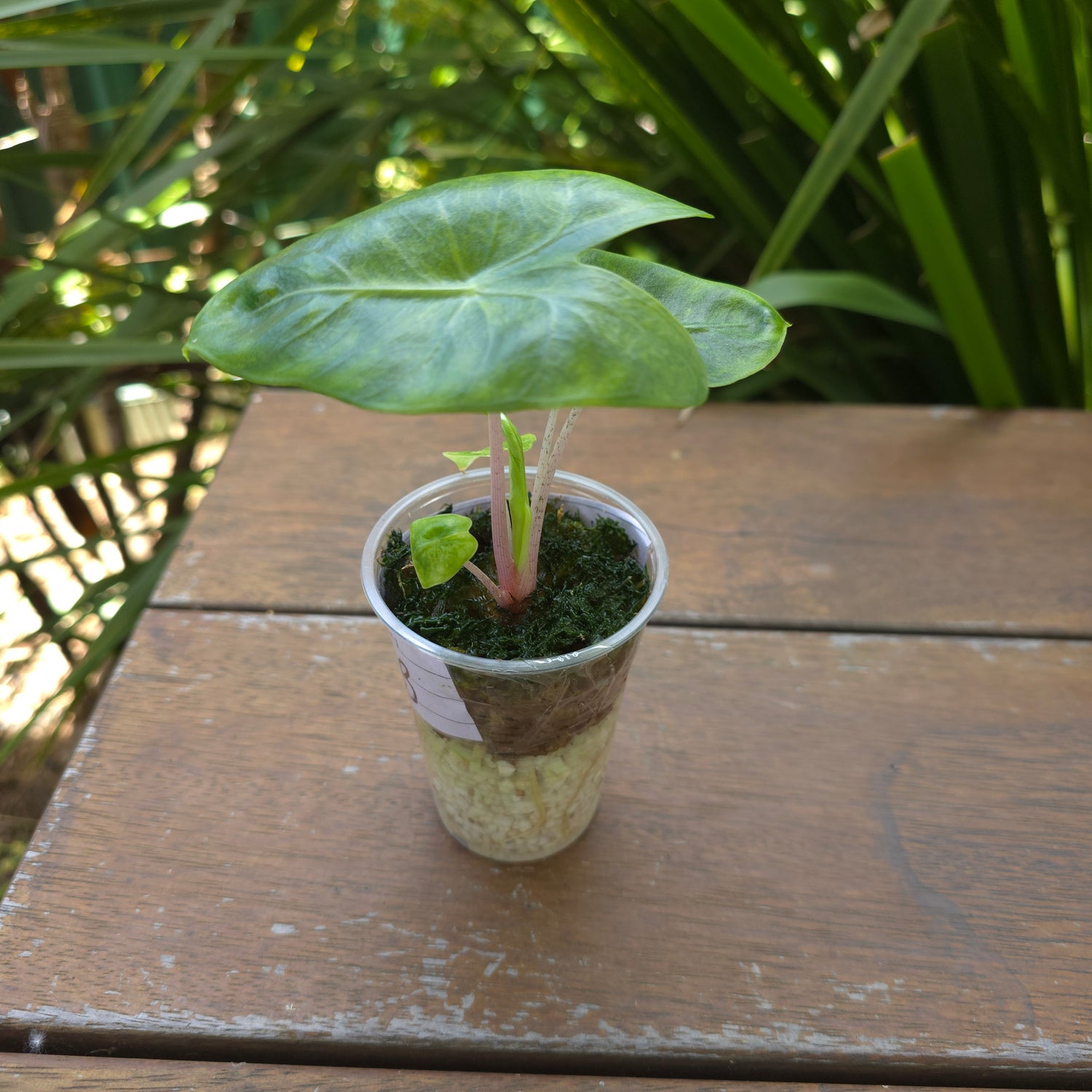 🌿Super Rare🌿Alocasia Pink Dragon variegated established baby plant TC Plant (B)