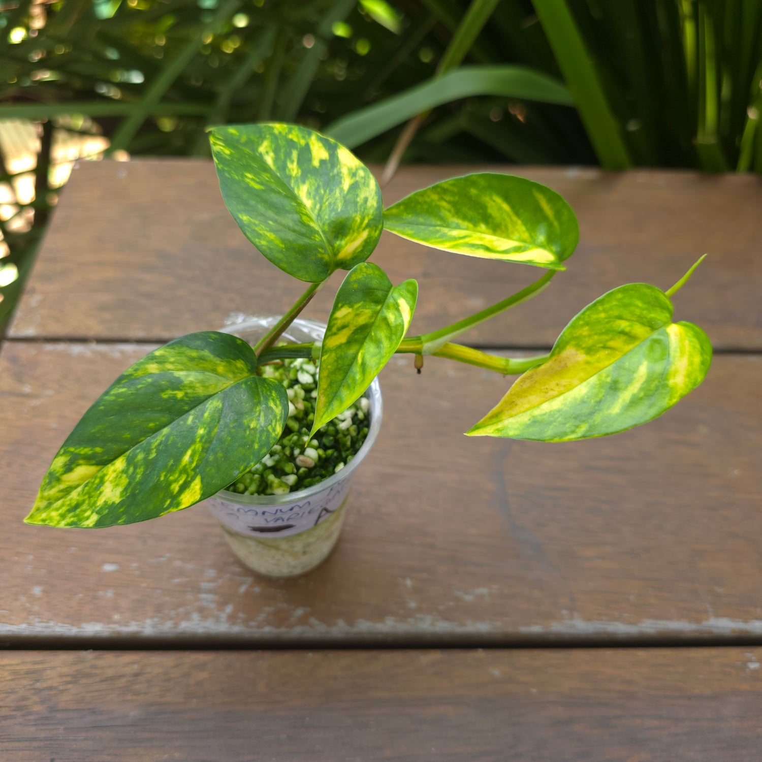 Rare Epipremnum Pinnatum Aurea variegated established Plant (A)