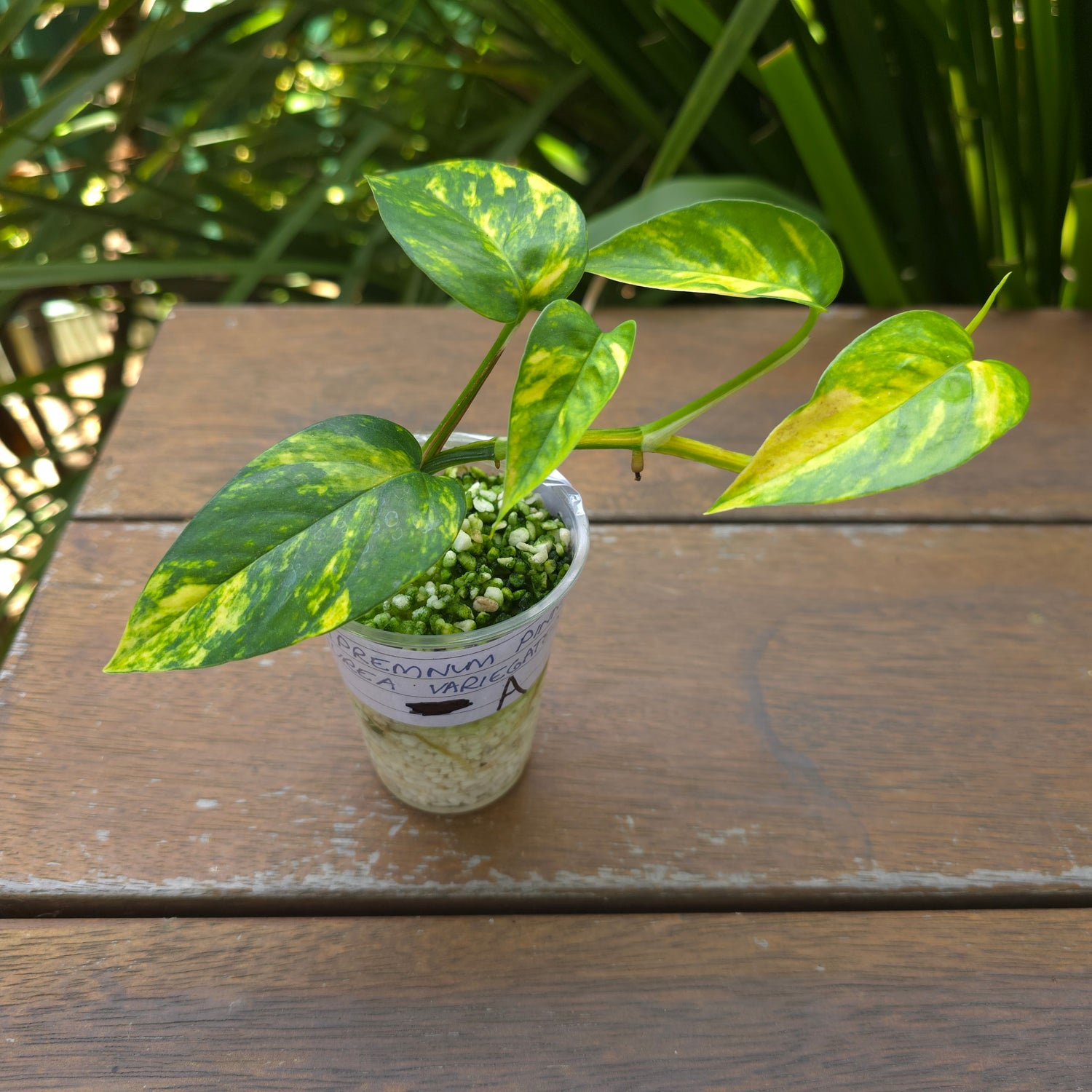 Rare Epipremnum Pinnatum Aurea variegated established Plant (A)