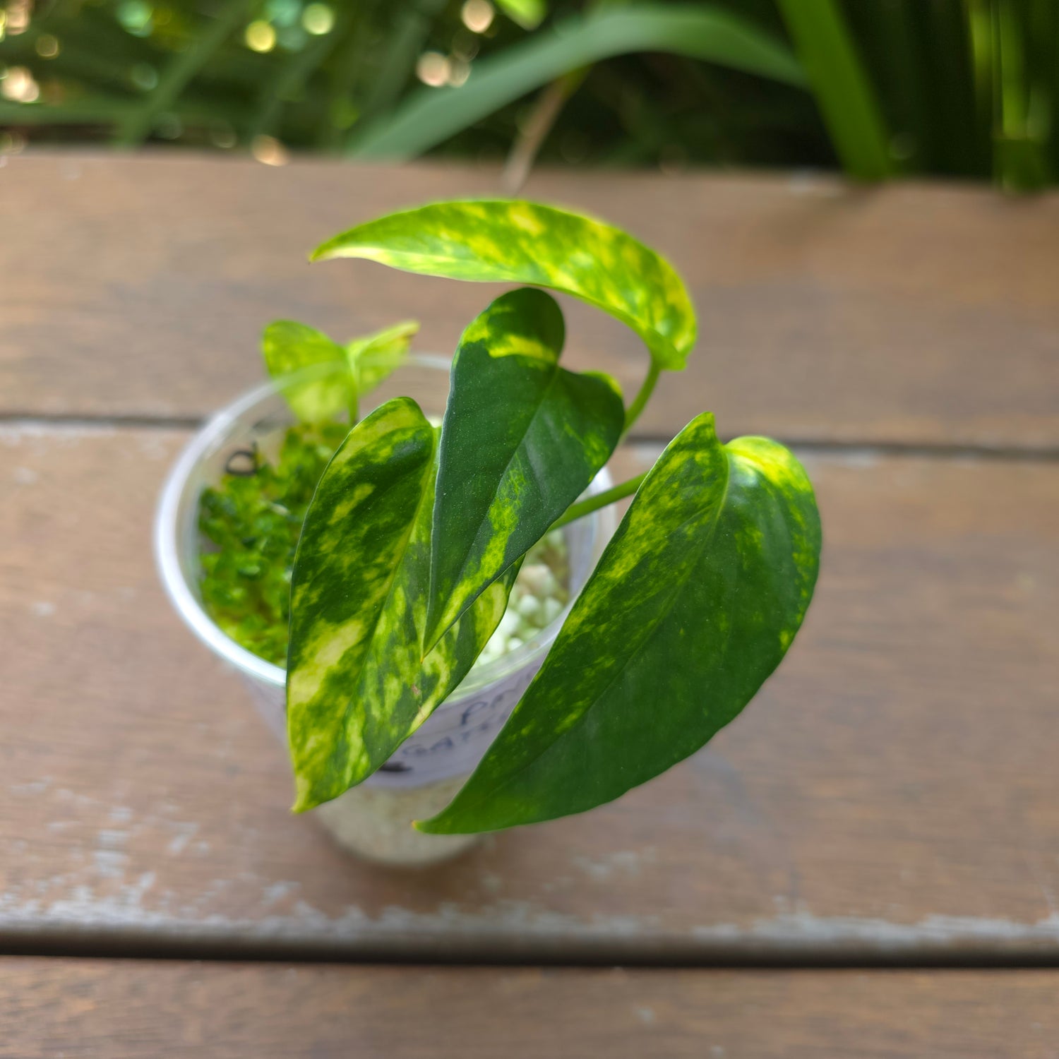 Rare Epipremnum Pinnatum Aurea Variegated established plant (B)