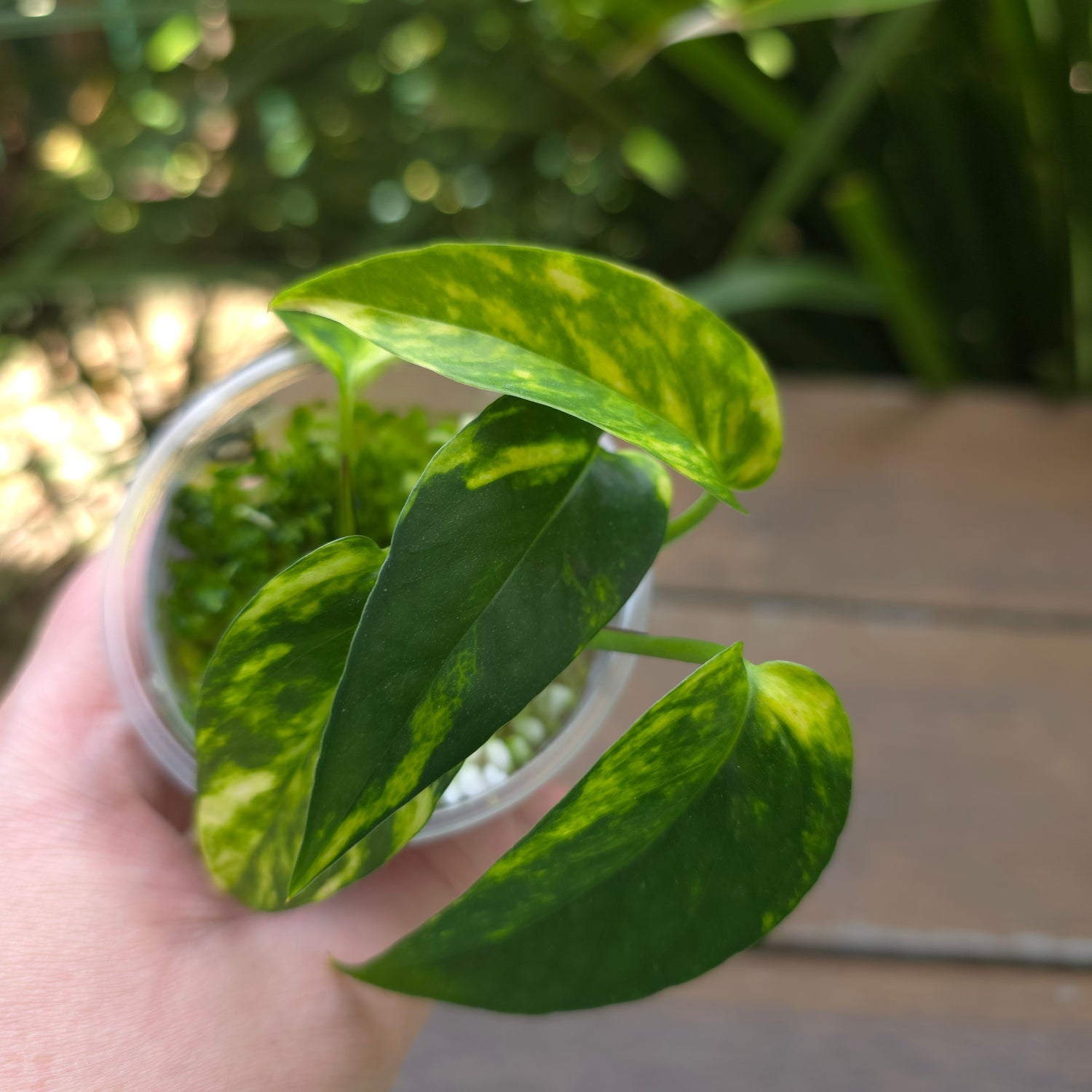 Rare Epipremnum Pinnatum Aurea Variegated established plant (B)