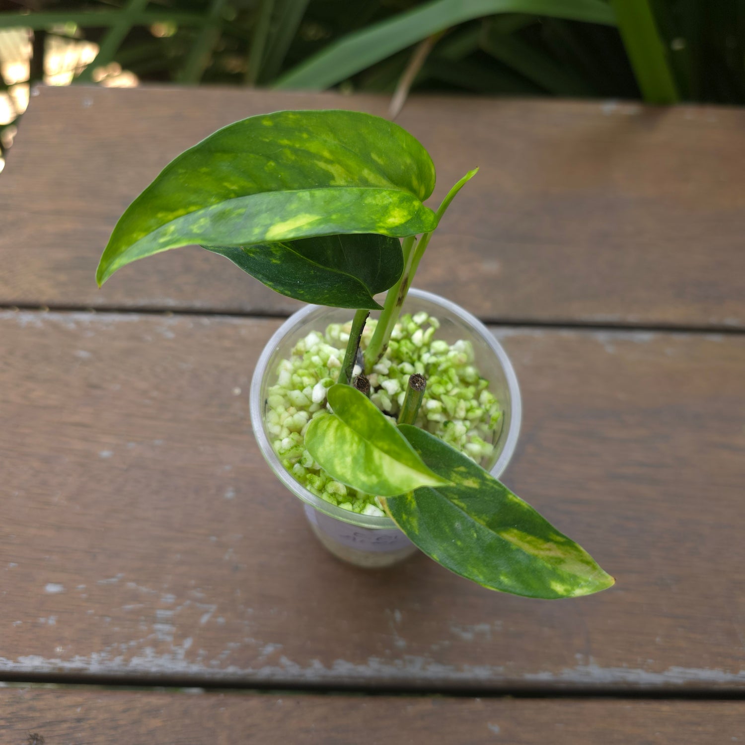 Rare Epipremnum Pinnatum Aurea variegated established plant double planted (C)non tc