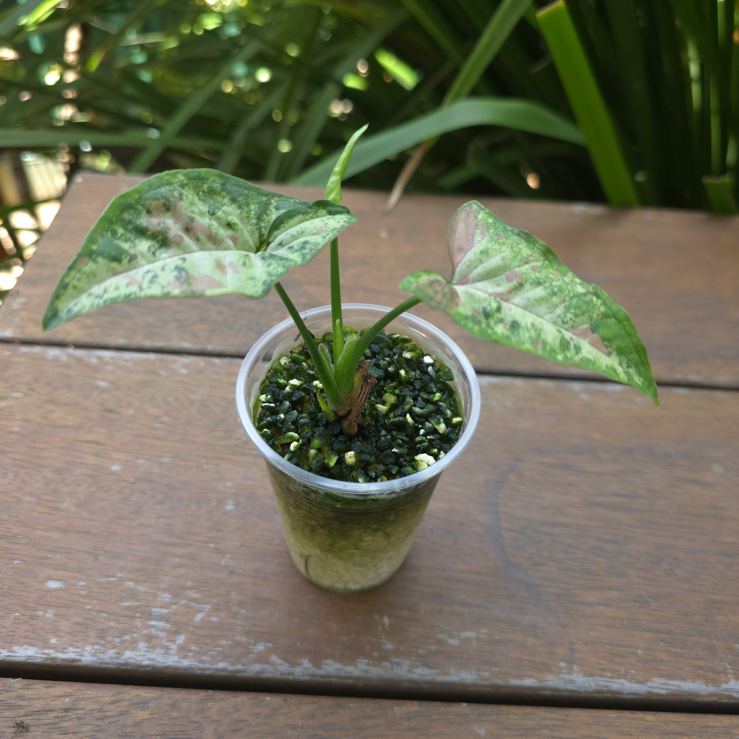 Rare Syngonium Confetti Tricolour established plant non tc