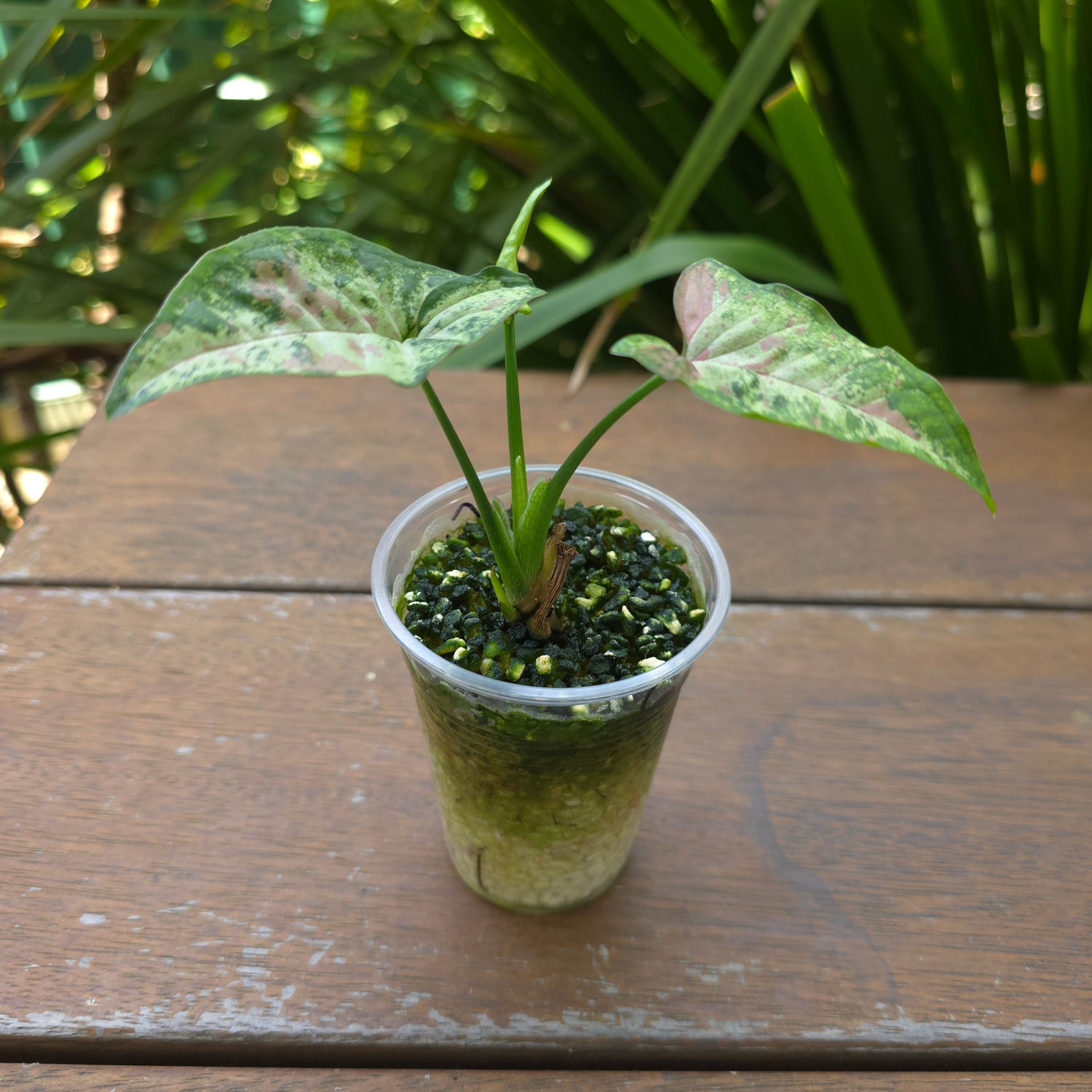 Rare Syngonium Confetti Tricolour established plant non tc