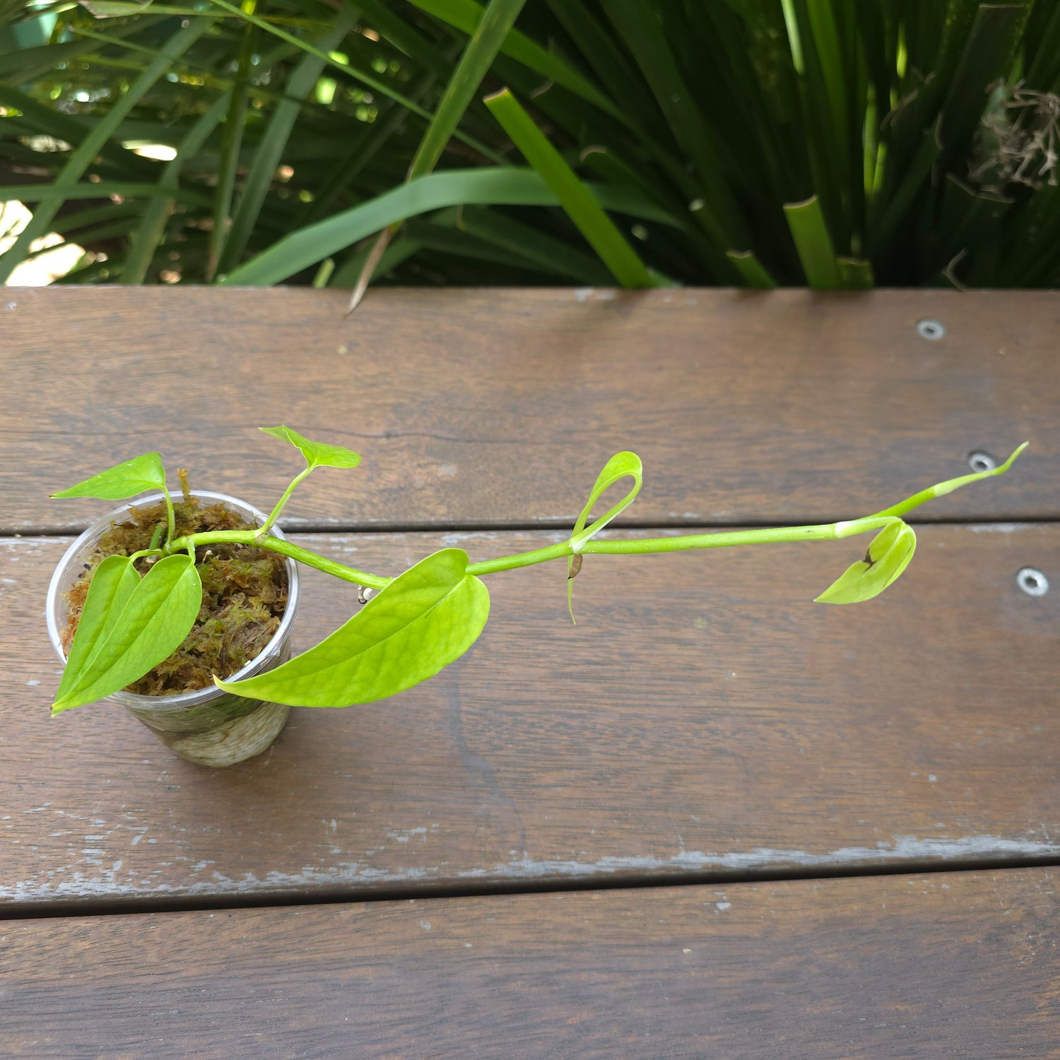 Rare Epipremnum Pinnatum 'Neon' established Plant non tc (A)