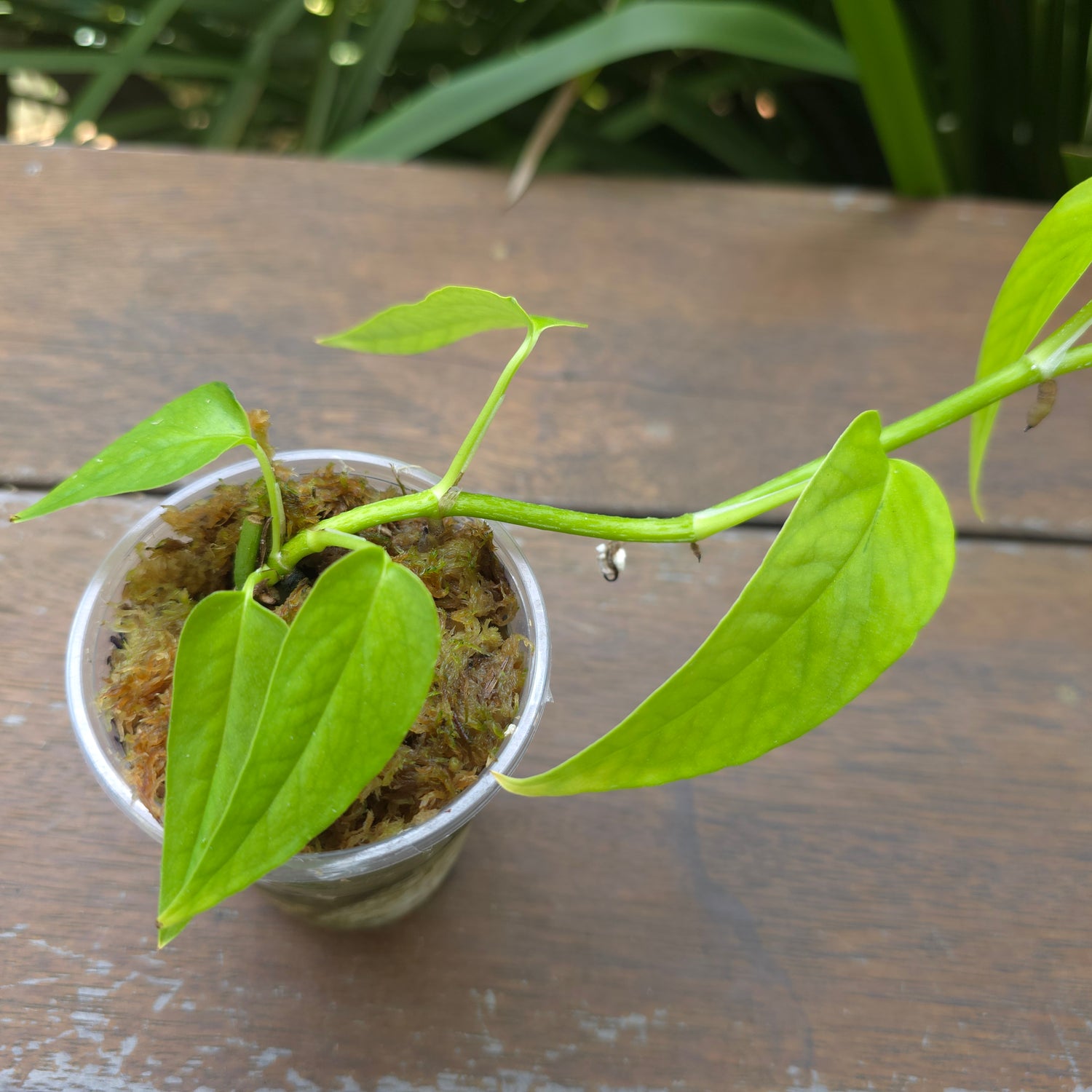 Rare Epipremnum Pinnatum 'Neon' established Plant non tc (A)