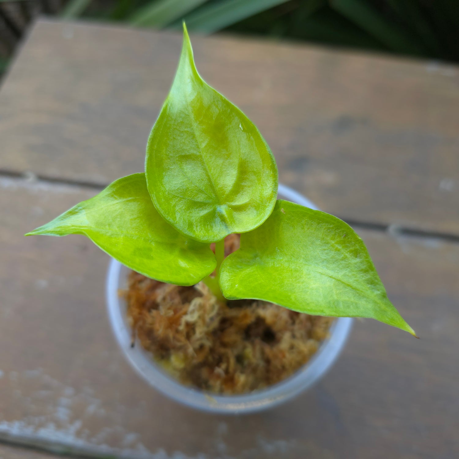 Rare Alocasia Cucullata Variegated banana split established baby plant