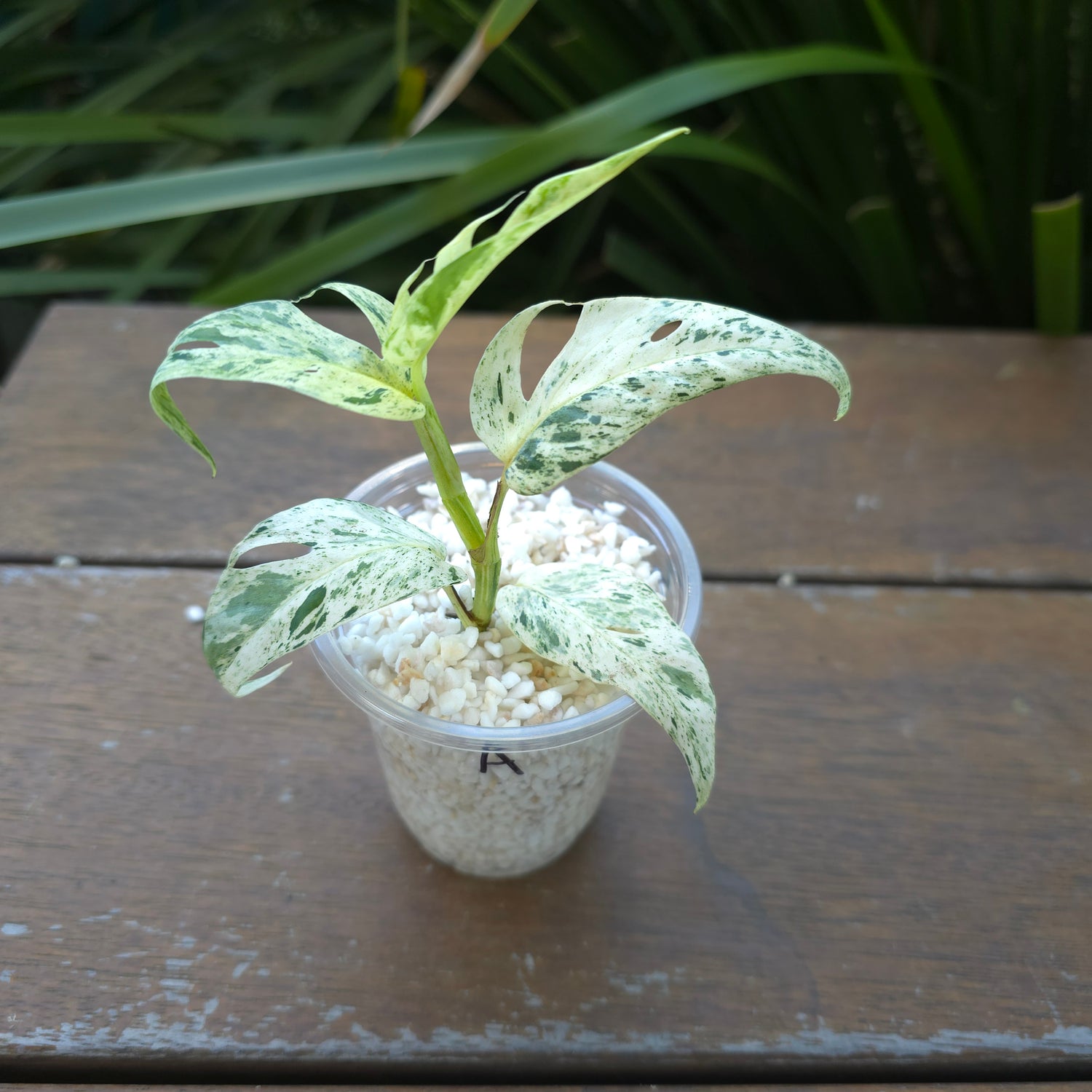 Epipremnum Pinnatum Marble variegated established plant (A) non tc