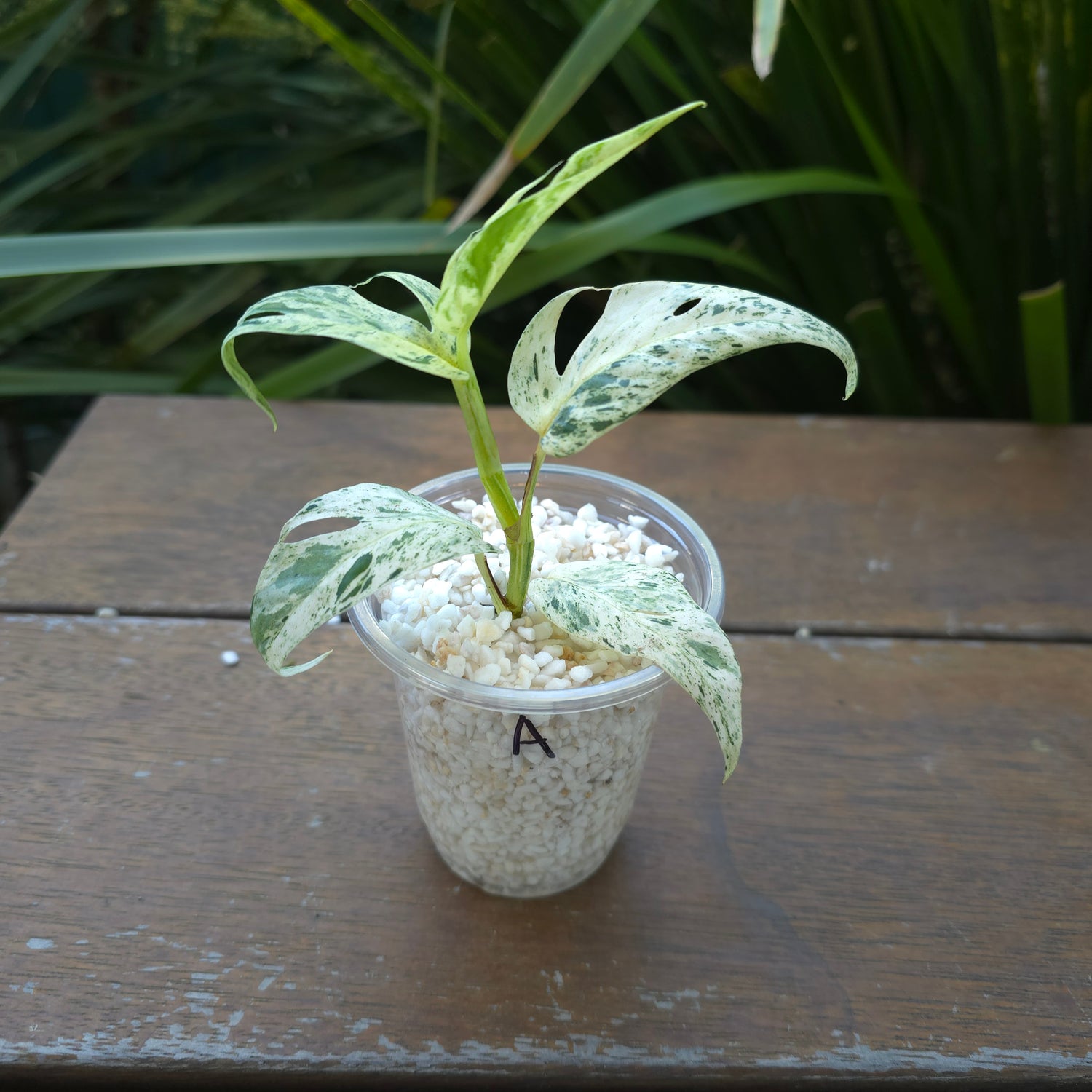 Epipremnum Pinnatum Marble variegated established plant (A) non tc