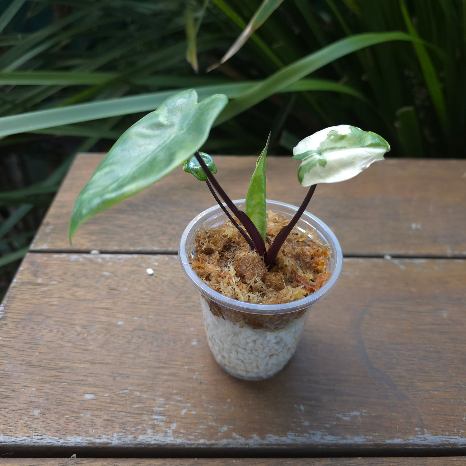 Rare Alocasia Blackstem Variegated established baby Plant non tc (A)