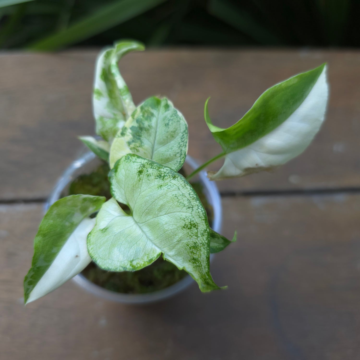 🌿Super Rare🌿 Syngonium White Butterfly Variegated established baby plant (A) non tc