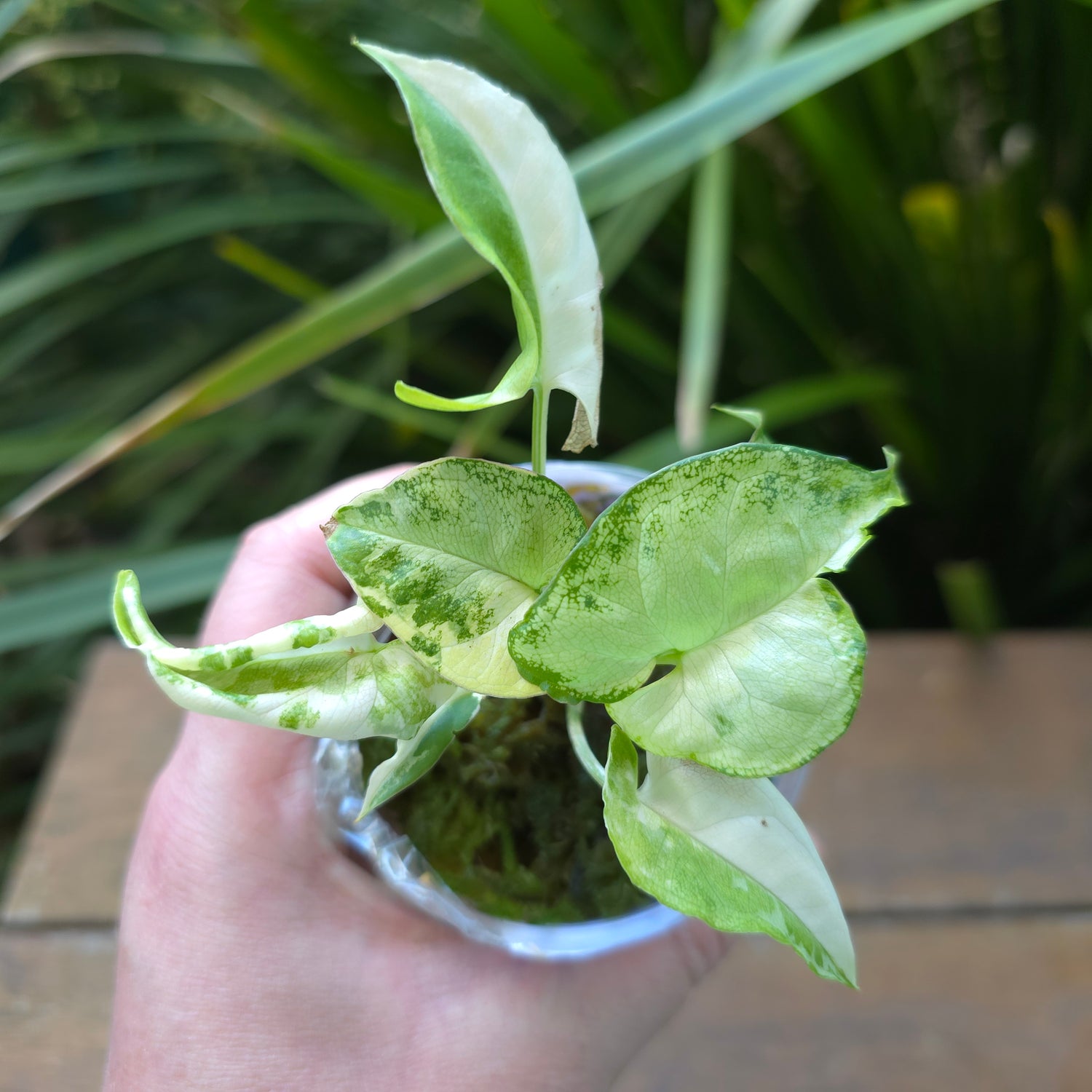 🌿Super Rare🌿 Syngonium White Butterfly Variegated established baby plant (A) non tc