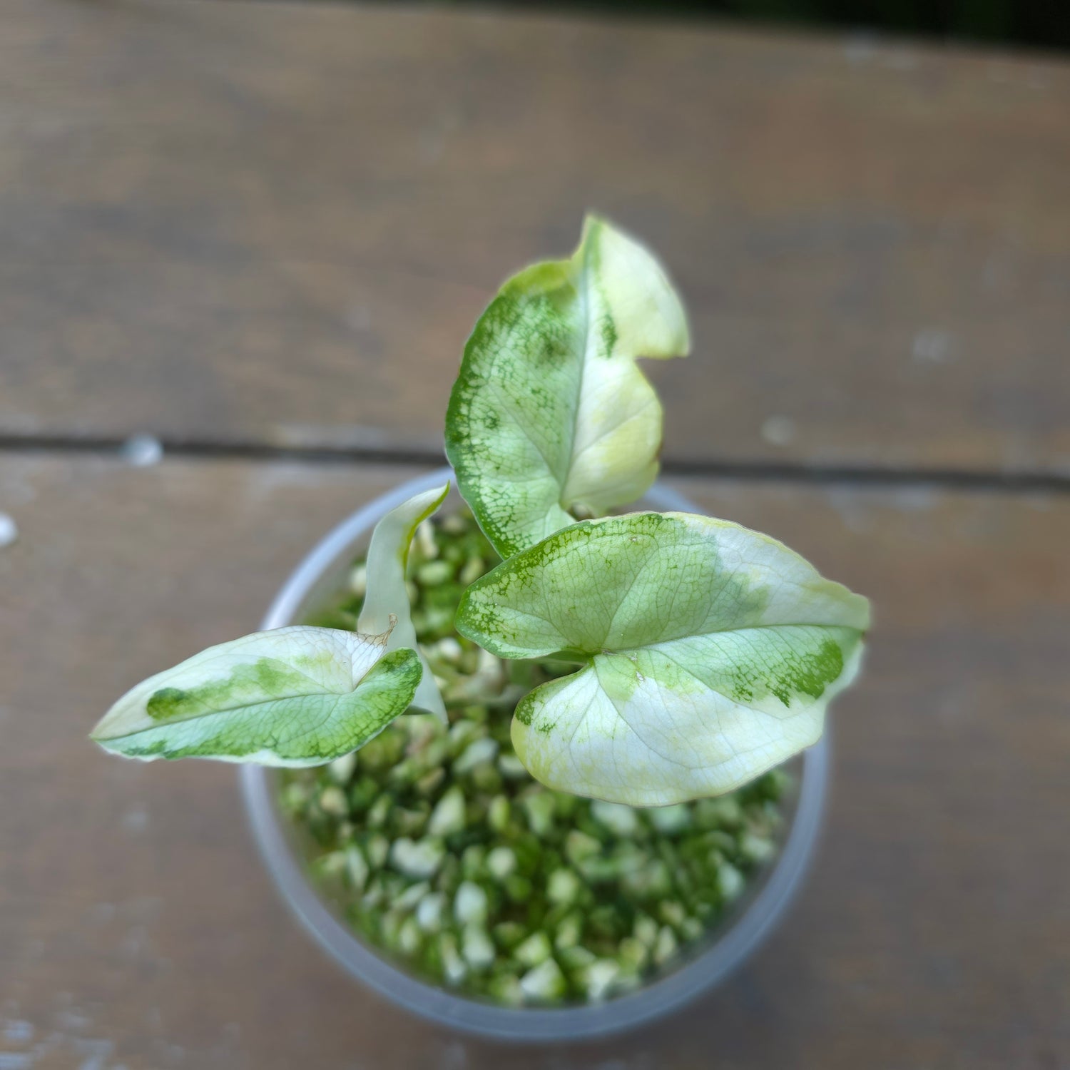 🌿Super Rare🌿 Syngonium White Butterfly Variegated established baby plant (B) non tc