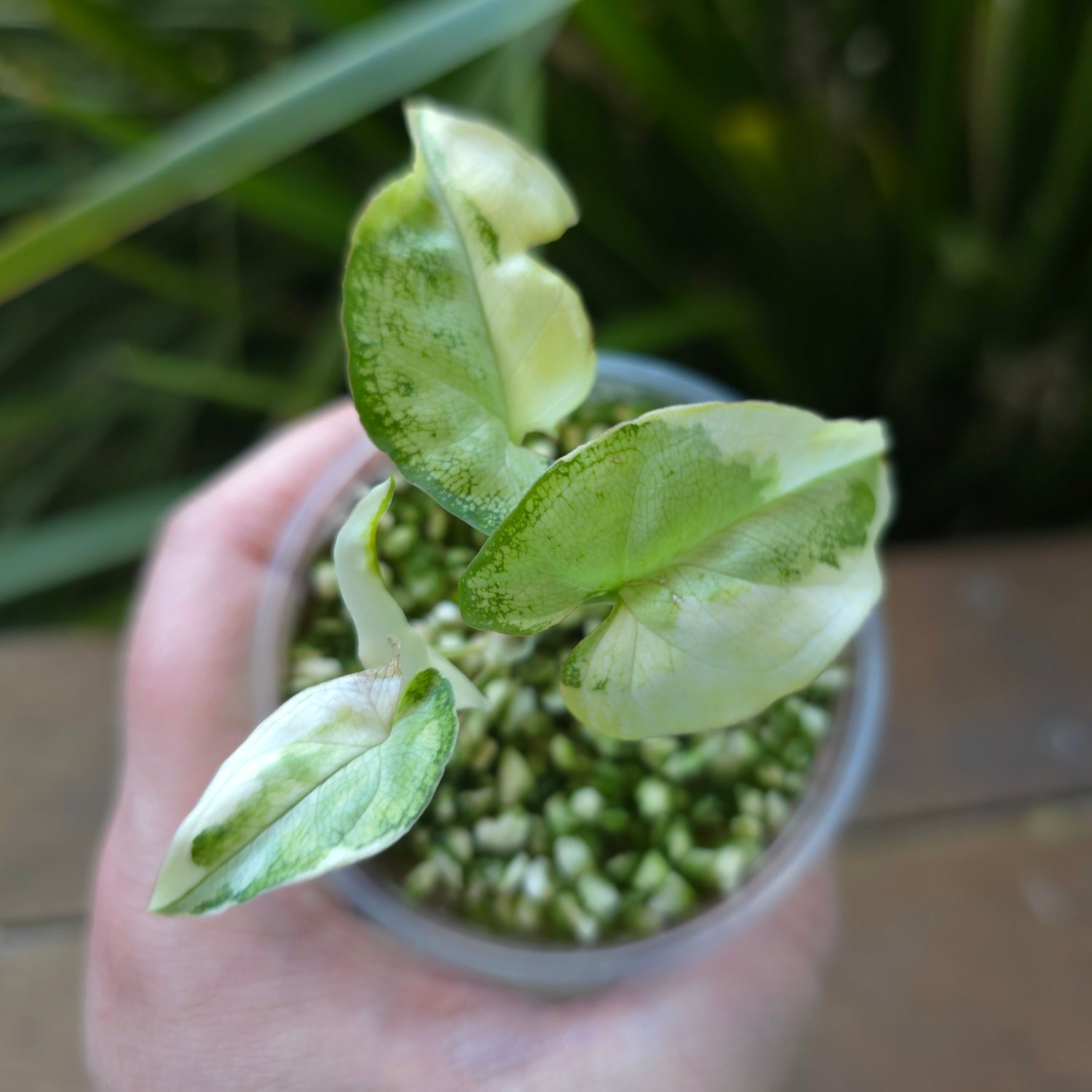 🌿Super Rare🌿 Syngonium White Butterfly Variegated established baby plant (B) non tc