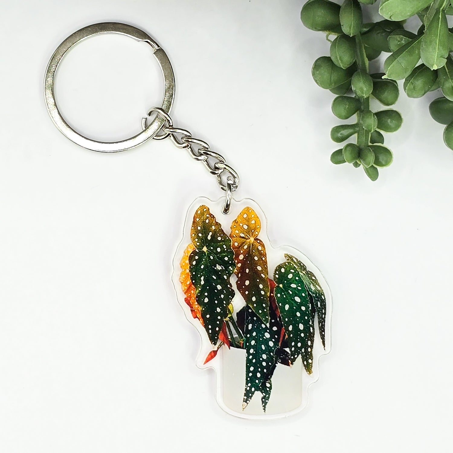 Begonia Maculata Potted Houseplant Acrylic Keyring