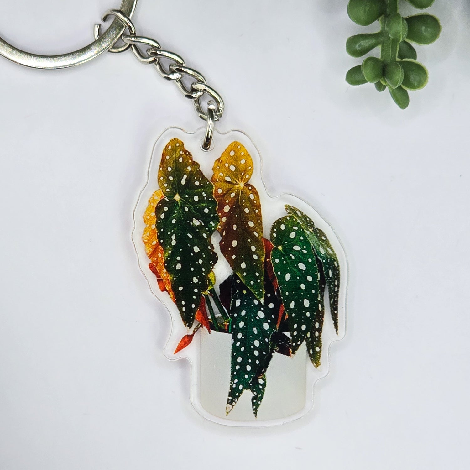 Begonia Maculata Potted Houseplant Acrylic Keyring