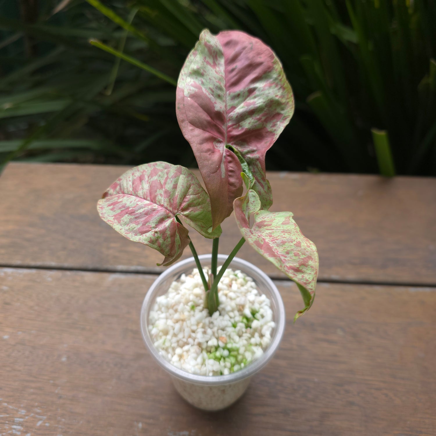 Rare Syngonium Milk Confetti established plant Non tc