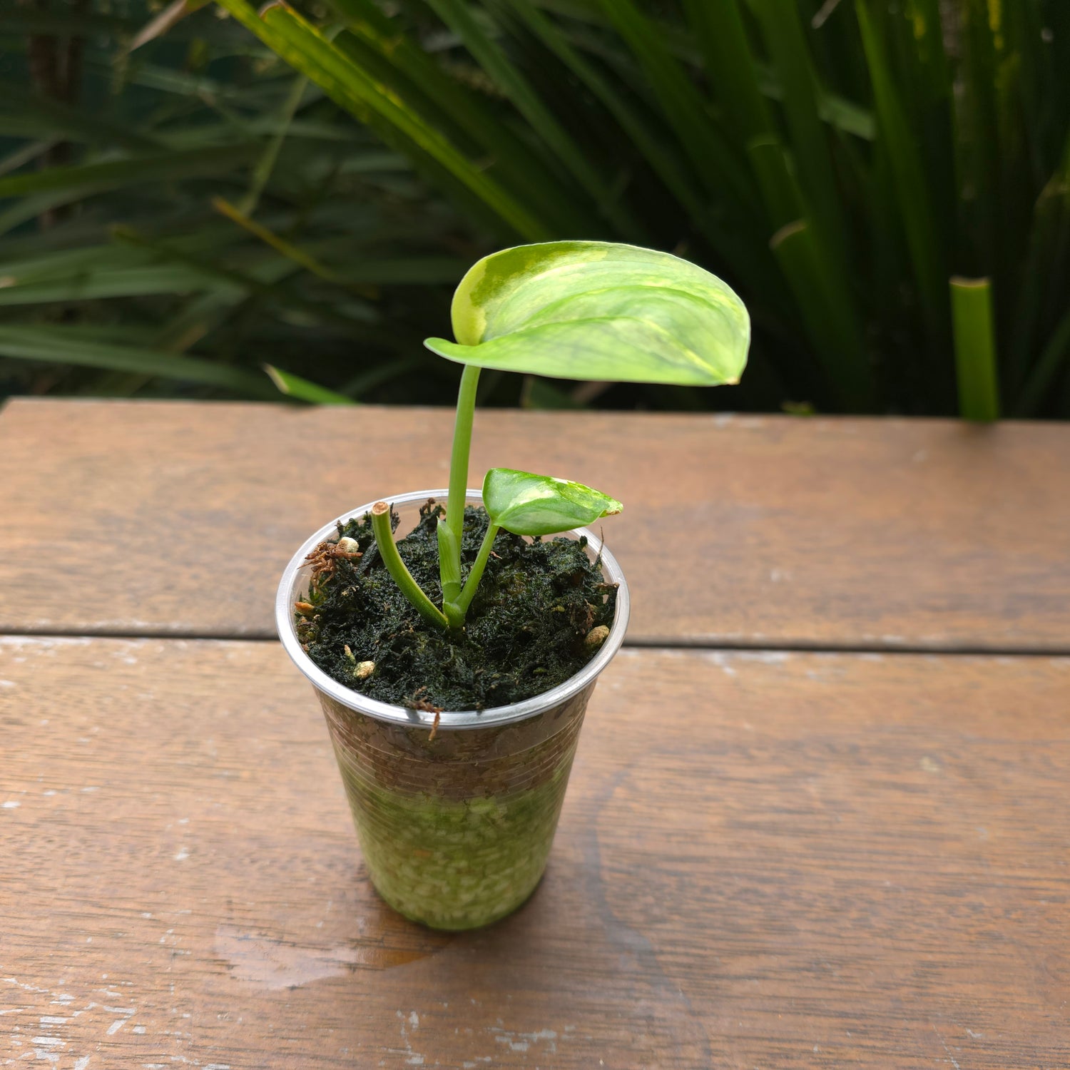 Rare Scindapsus Jade Satin Aurea variegated established little plant non tc