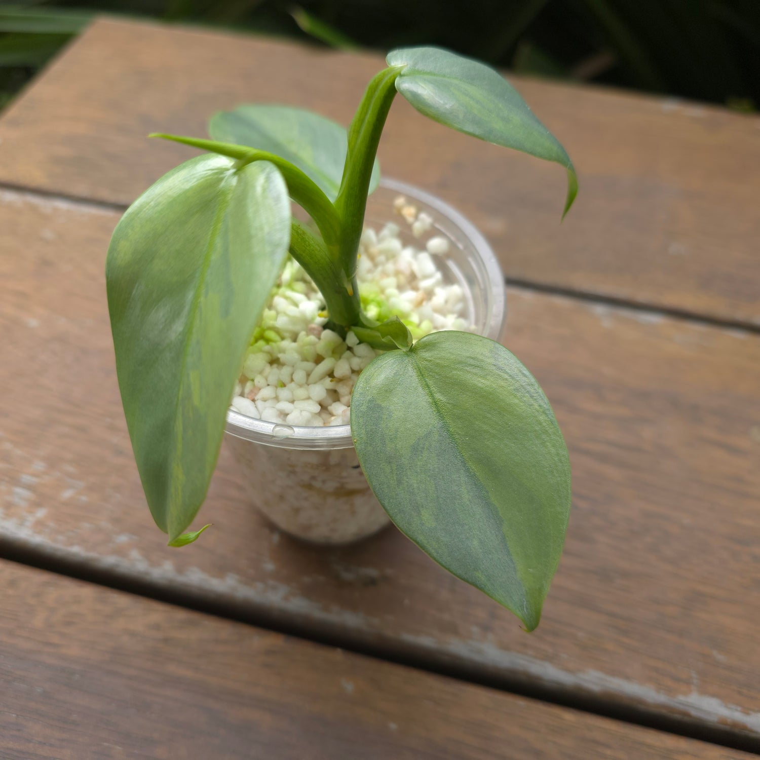 Rare Philodendron Silversword Variegated Established plant highly variegated! Non tc