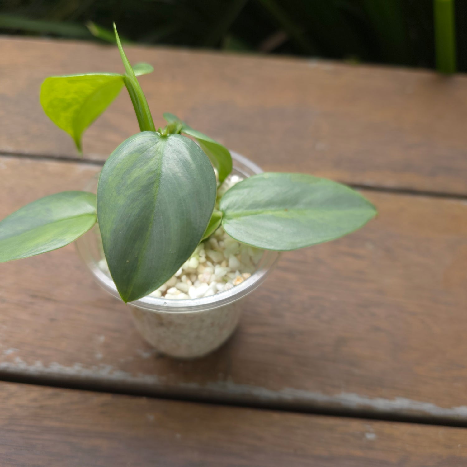 Rare Philodendron Silversword Variegated Established plant highly variegated! Non tc