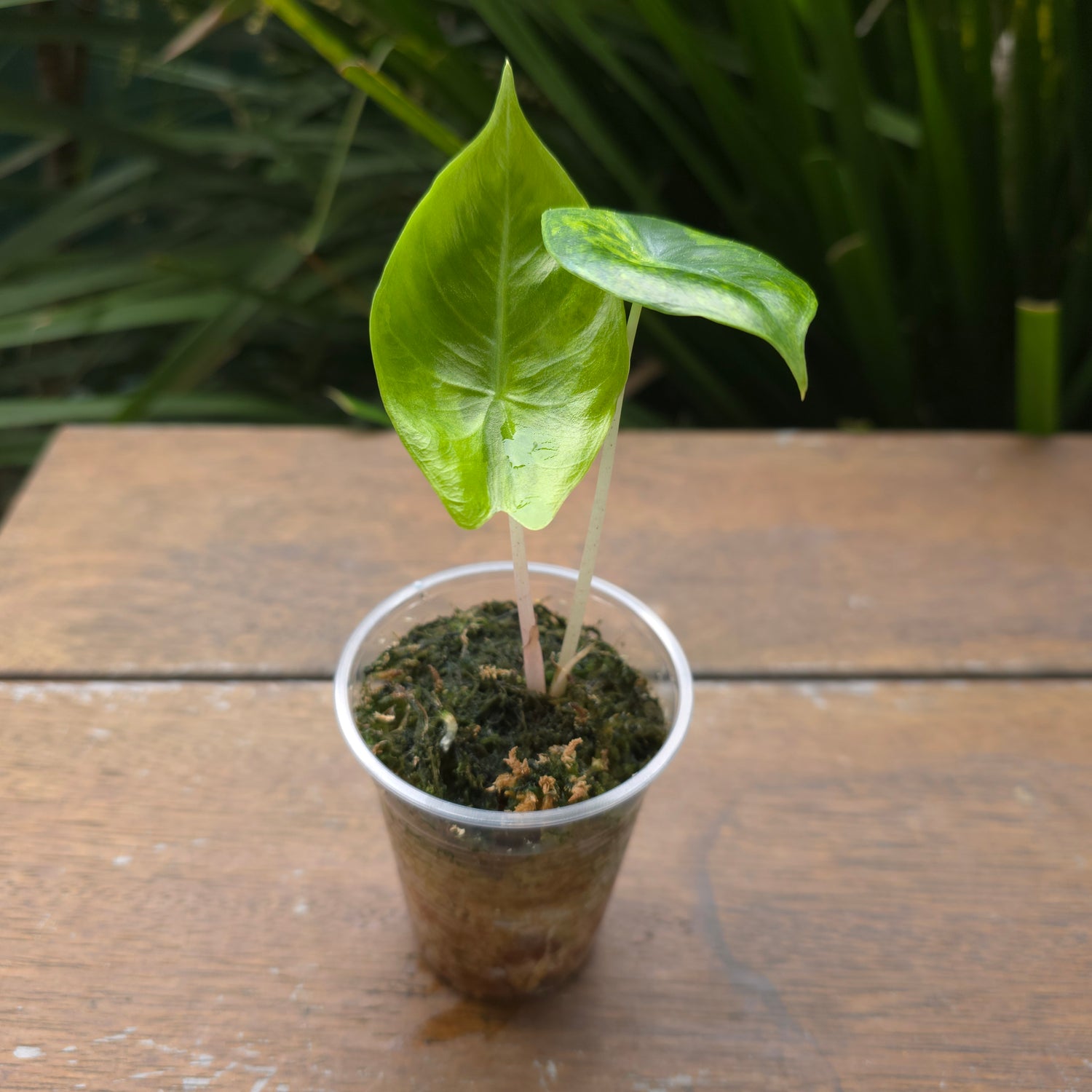 🌿Super Rare🌿 Alocasia Pink Dragon Variegated baby plant TC Plant (A)