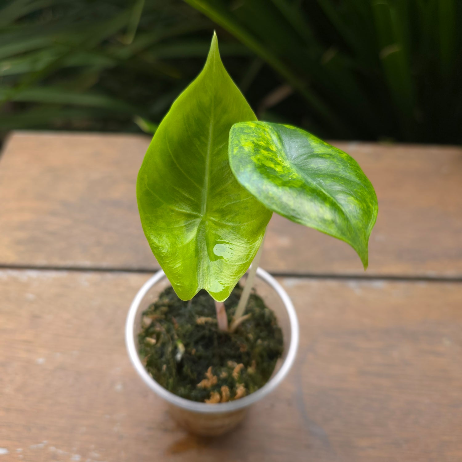 🌿Super Rare🌿 Alocasia Pink Dragon Variegated baby plant TC Plant (A)