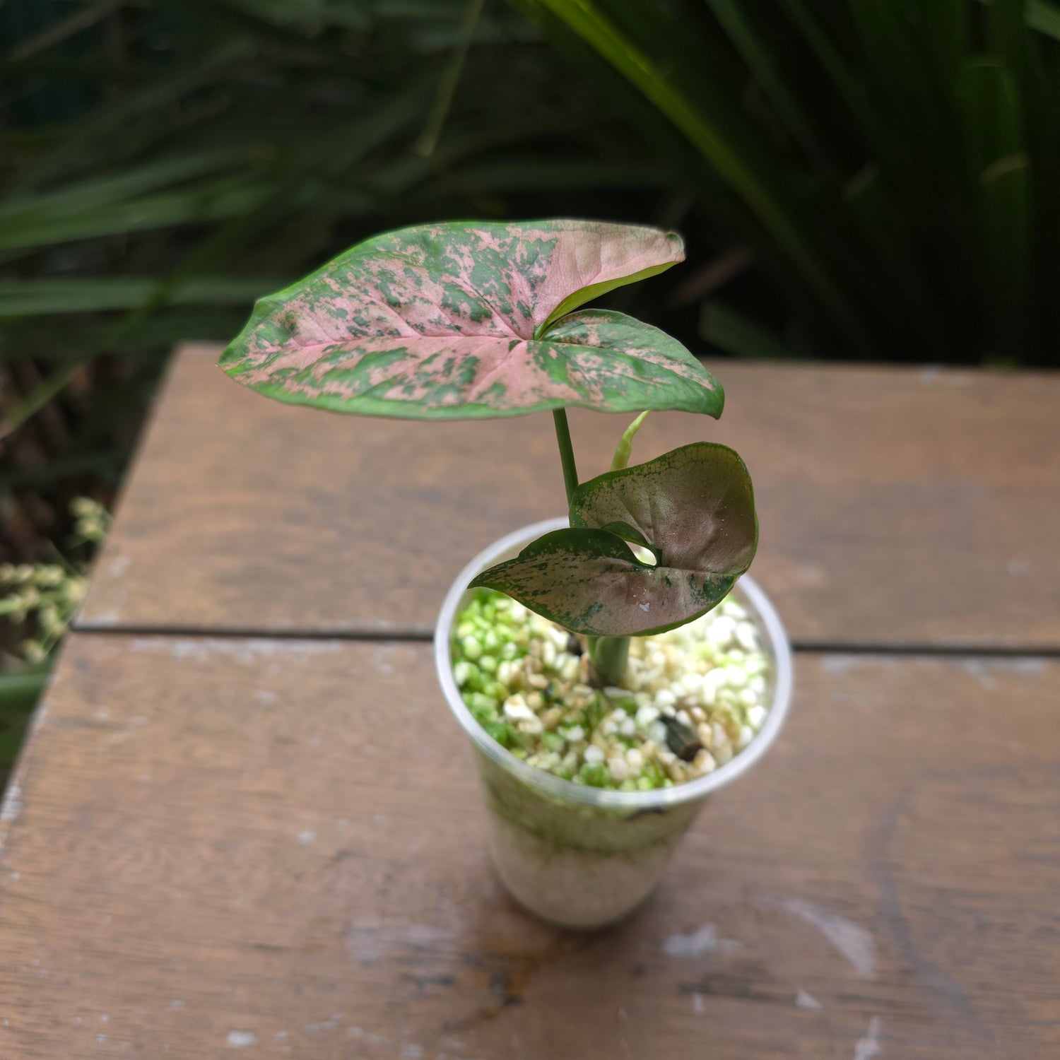 Rare Syngonium Pink Flecked established plant (A) non tc