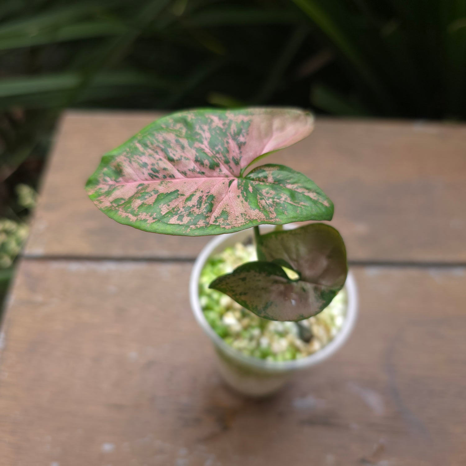 Rare Syngonium Pink Flecked established plant (A) non tc