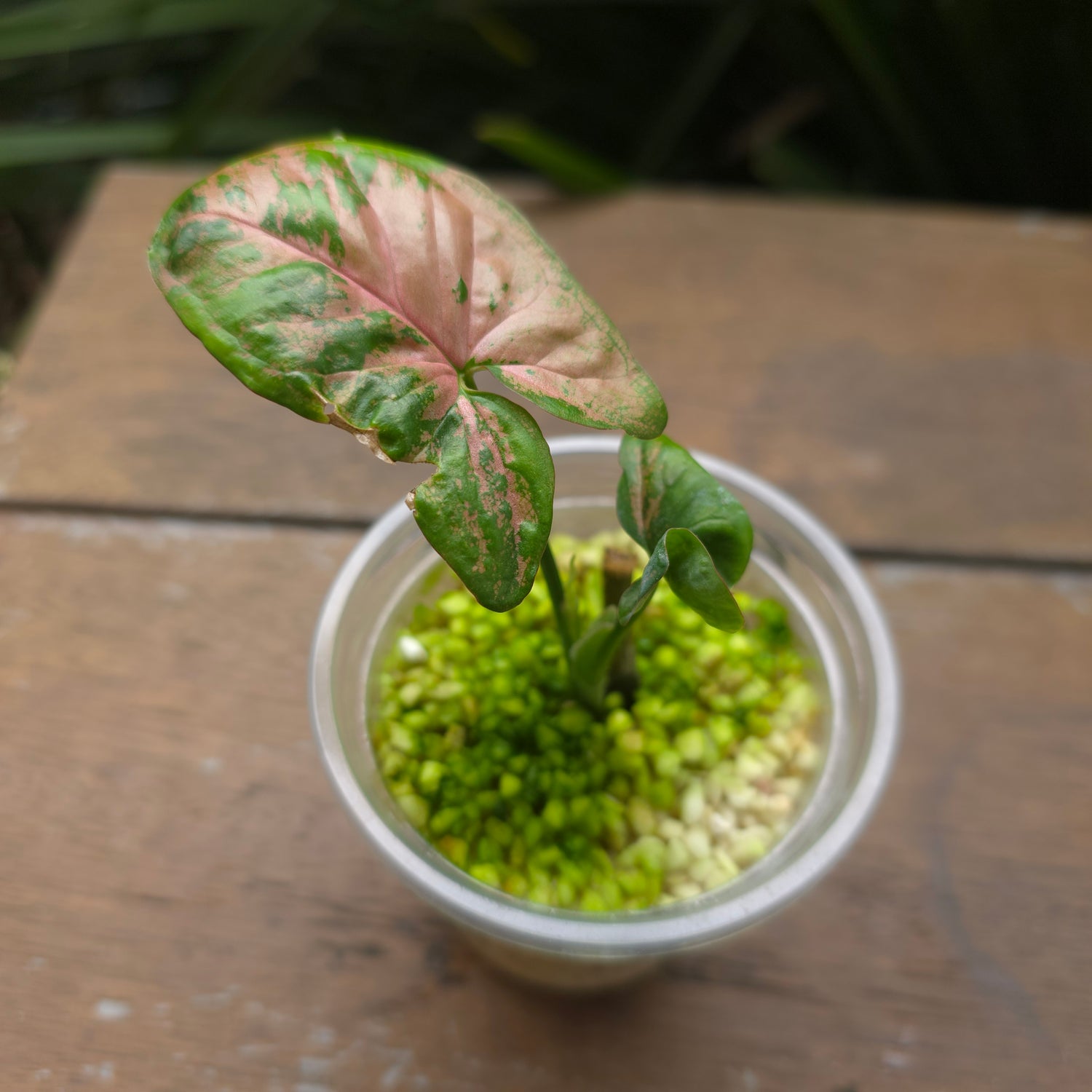 Rare Syngonium Pink Flecked established Plant (B) non tc