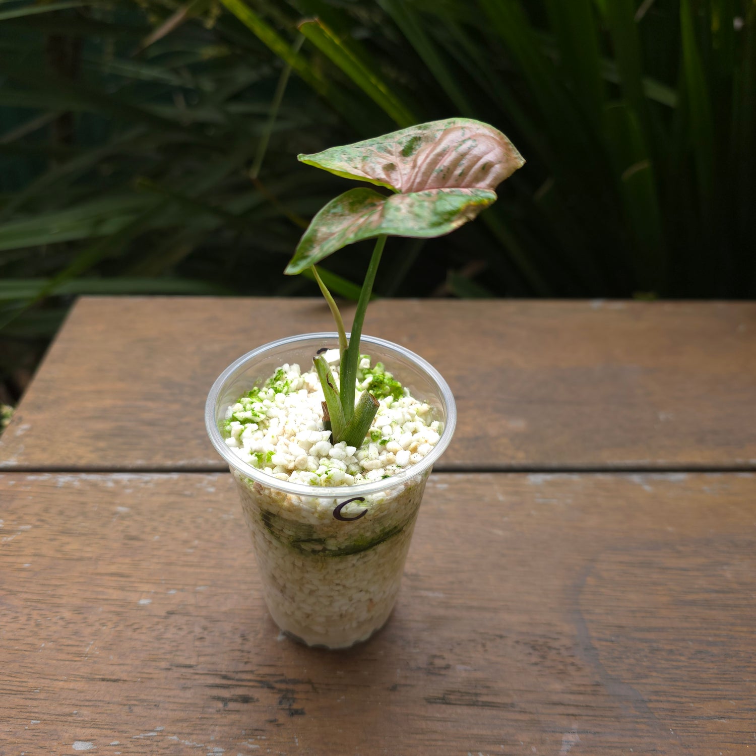 Rare Syngonium Pink Flecked established plant (C) non tc