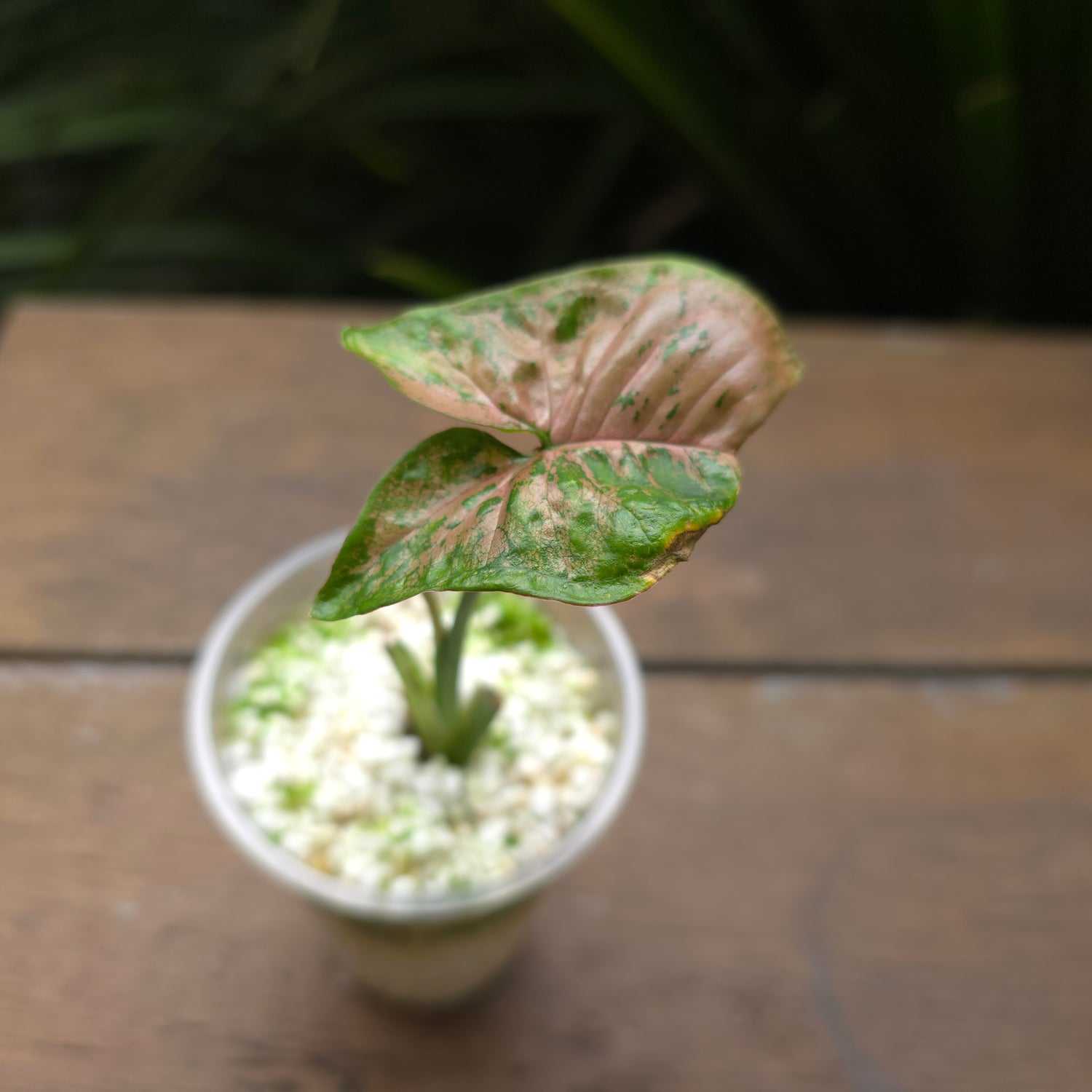 Rare Syngonium Pink Flecked established plant (C) non tc