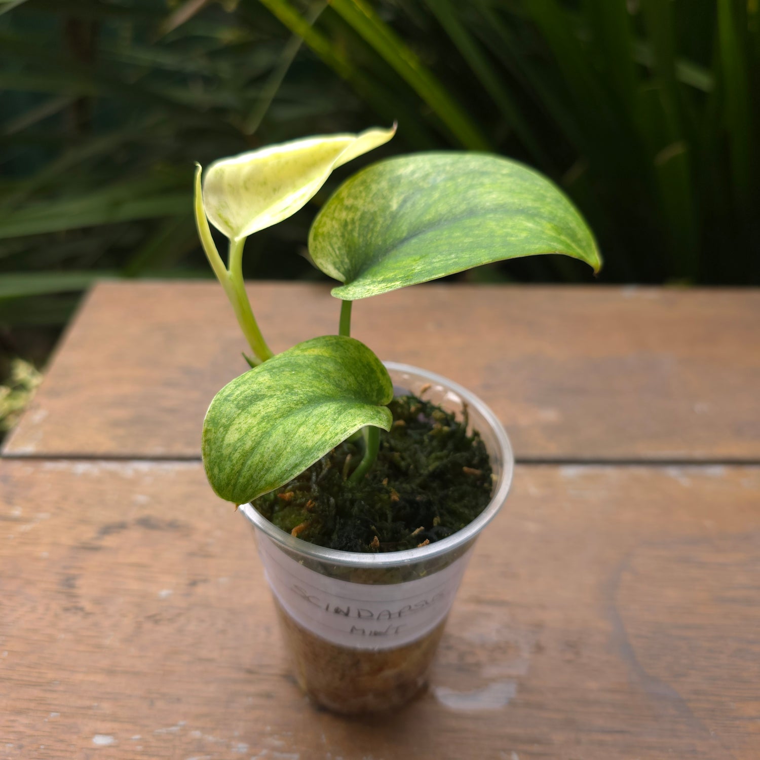 UPDATED PICS Rare Scindapsus Jade Satin white Mint Variegated established plant non tc